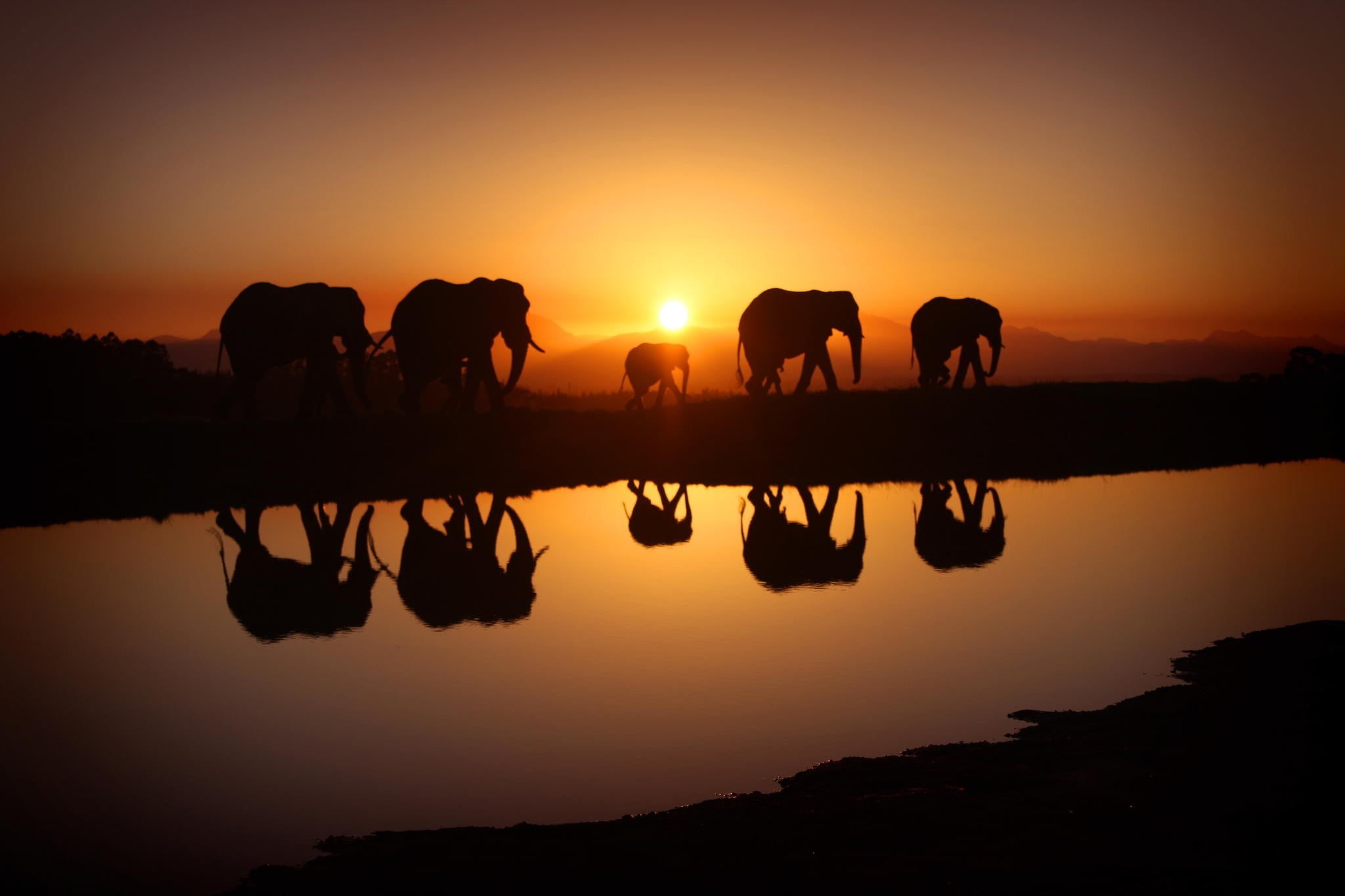 sunlight, nature, sun, morning, waterfront, animal themes, group of animals, reflection, scenics - nature, water, mammal, elephants, silhouette, animals, HD Wallpaper