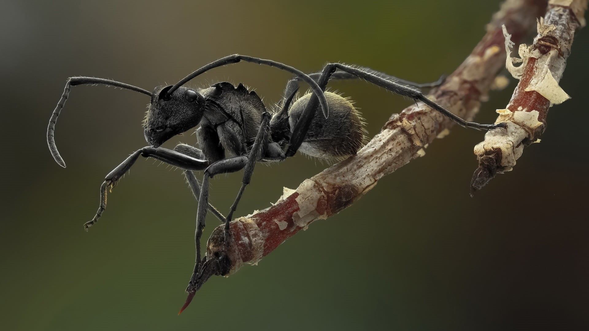 black background, studio shot, ant, focus on foreground, red, animal, black, one animal, outdoors, tree, close-up, animal themes, invertebrate, 1080P, HD Wallpaper