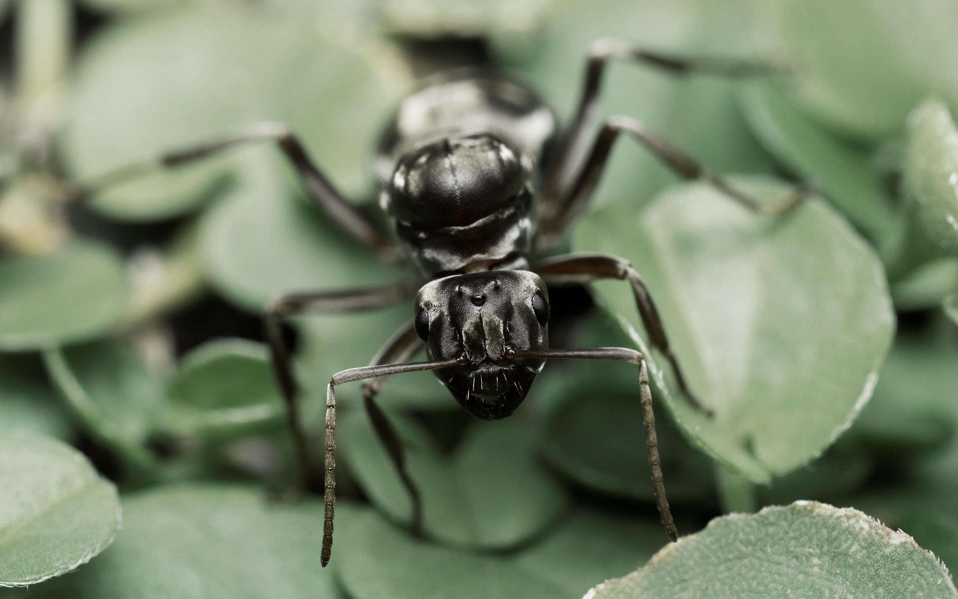 animal leg, invertebrate, animal, day, leaf, animal themes, animal wildlife, close-up, ants, animal body part, no people, one animal, animals in the wild, HD Wallpaper