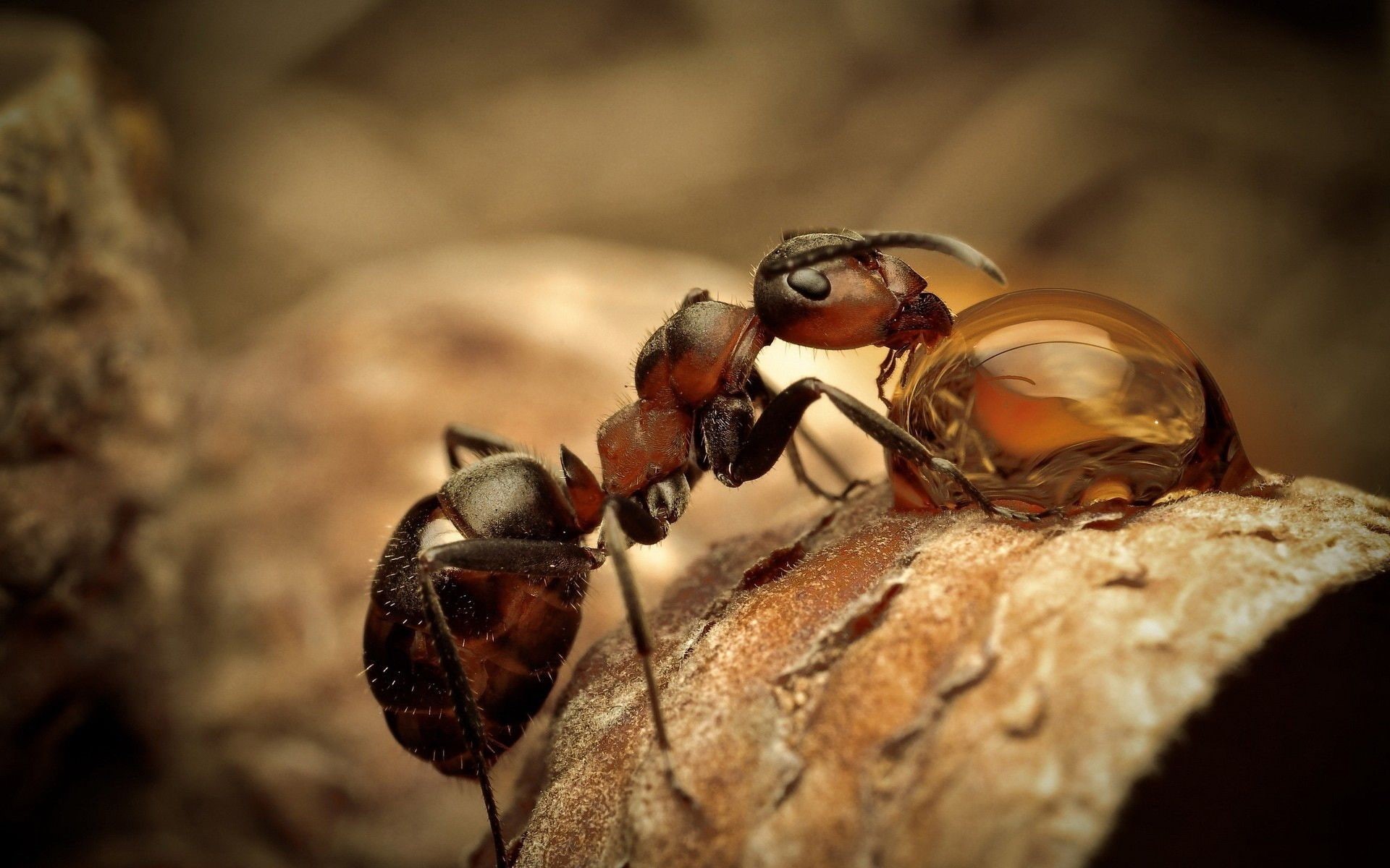 animals, ants, 1080P, nature, insect, HD Wallpaper