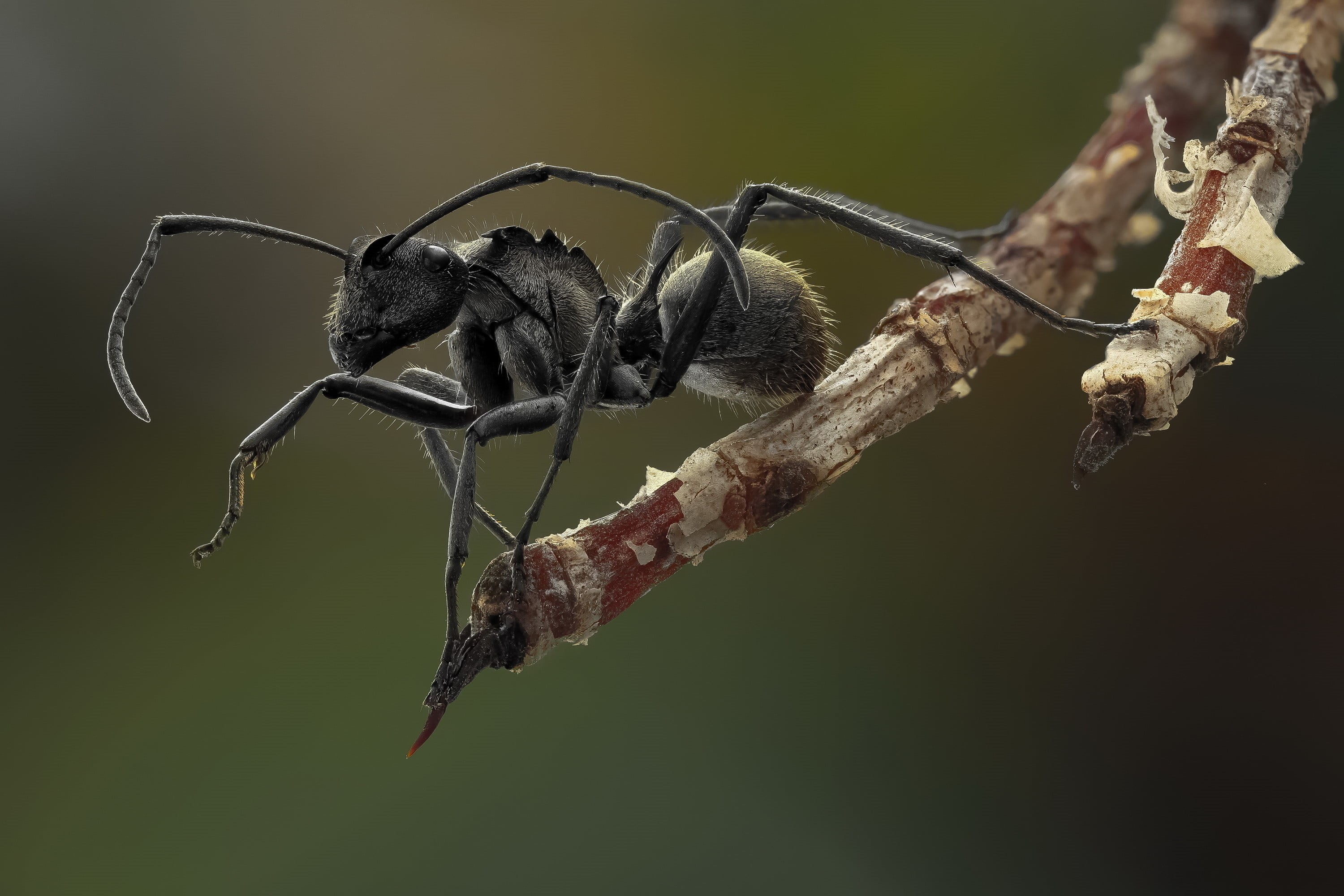 branch, black Color, plant part, forest, studio shot, animal wildlife, ant, brown, fragility, no people, hair, tree, wilted plant, macro, legs, red, backgrounds, HD Wallpaper