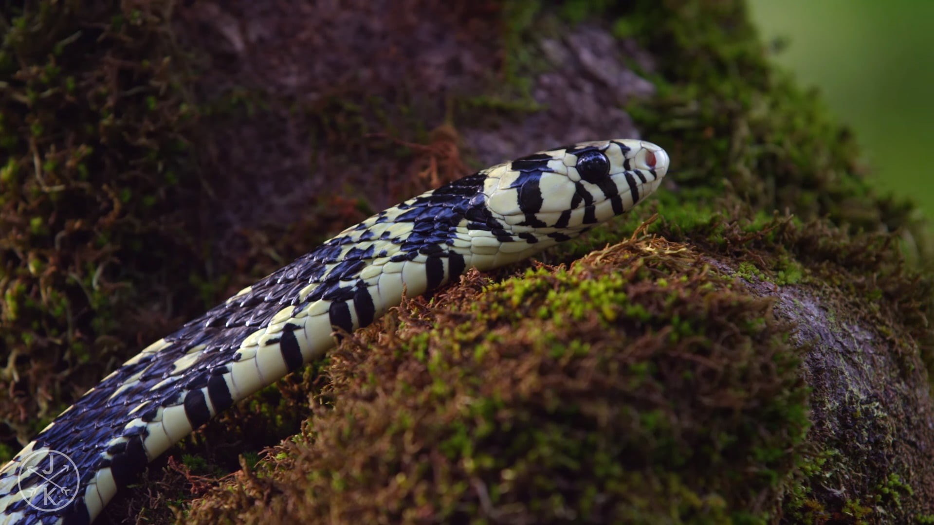 nature, plant, animal themes, serpent, land, green, reptile, animals in the wild, ants, reptiles, rainforest, snake, one animal, animal, close-up, animal wildlife, HD Wallpaper