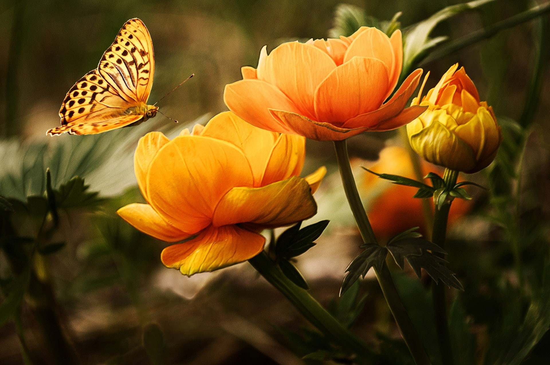 flowers, inflorescence, day, orange, fragility, pollination, insect, 1080P, beauty in nature, focus on foreground, animal wing, orange color, petal, close-up, HD Wallpaper