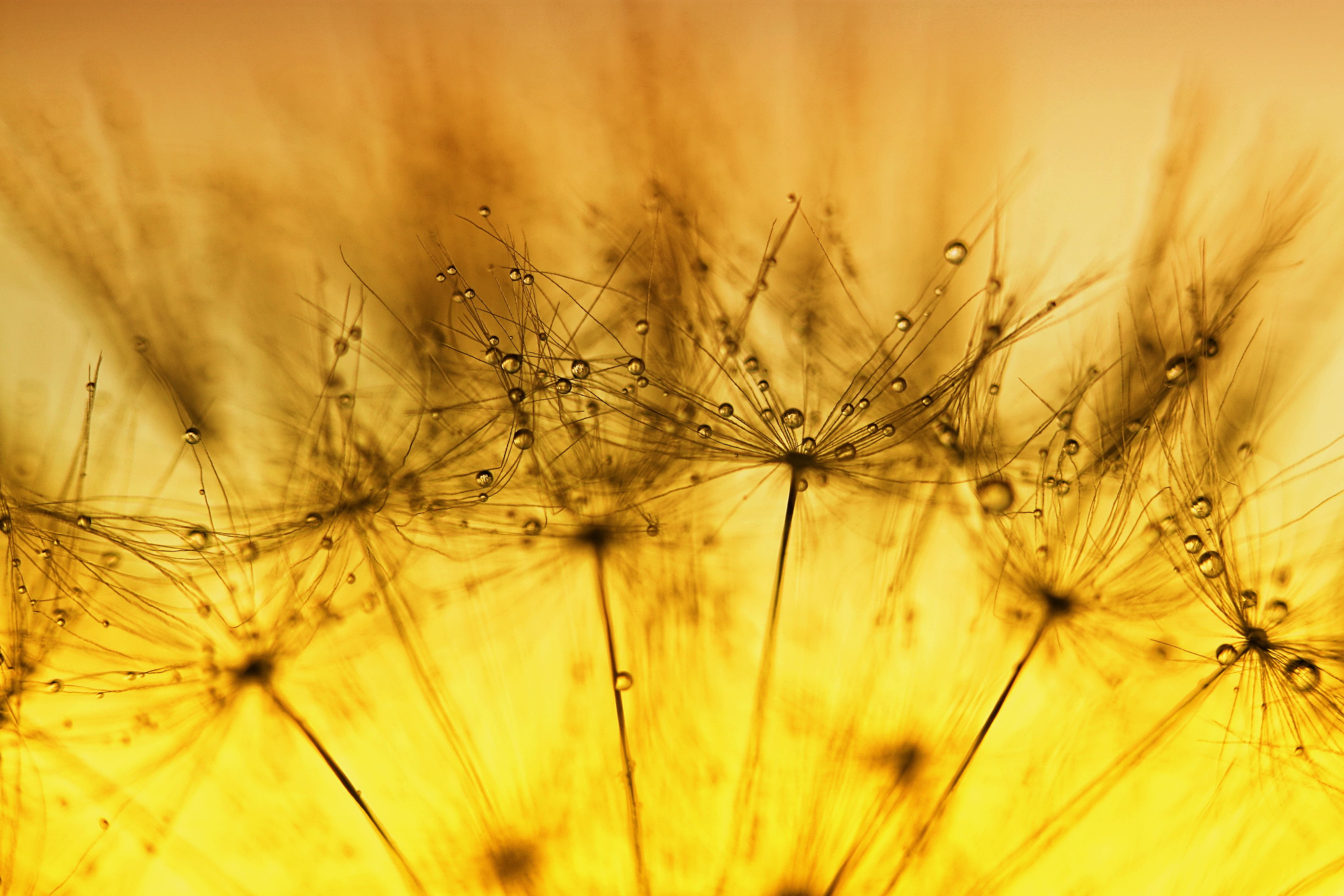 close up photography, backgrounds, close-up, DANDELION, abstract, HSS, close, dandelions, YELLOW, 4K, SCOTLAND, FLOWER, photography, nature, SEED, MORNING  GLORY, HD Wallpaper