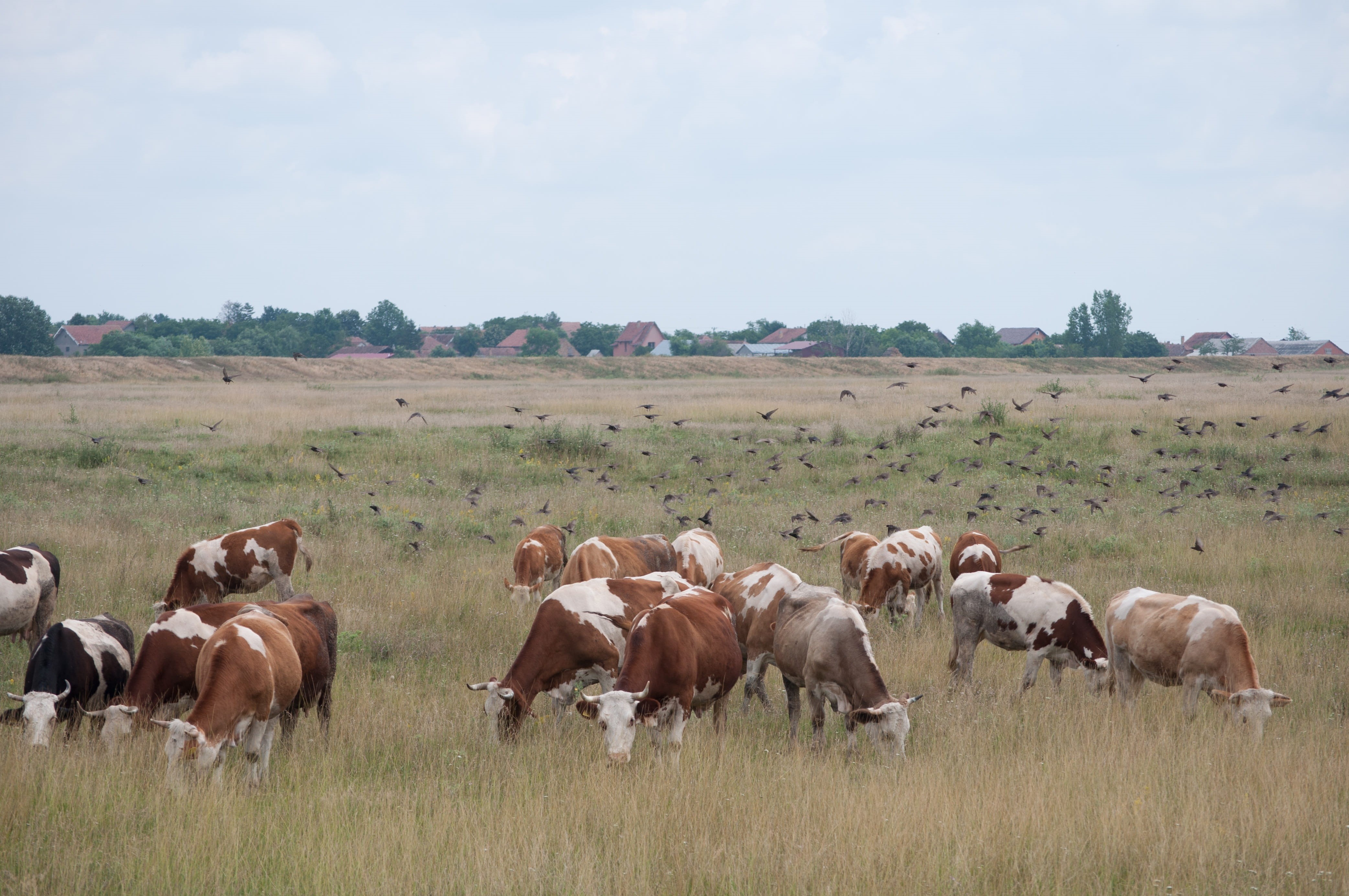 nature, herd, environment, livestock, vertebrate, land, cows, sky, nodes, mammal, animal themes, domestic animals, plant, no people, field, large group of animals, HD Wallpaper
