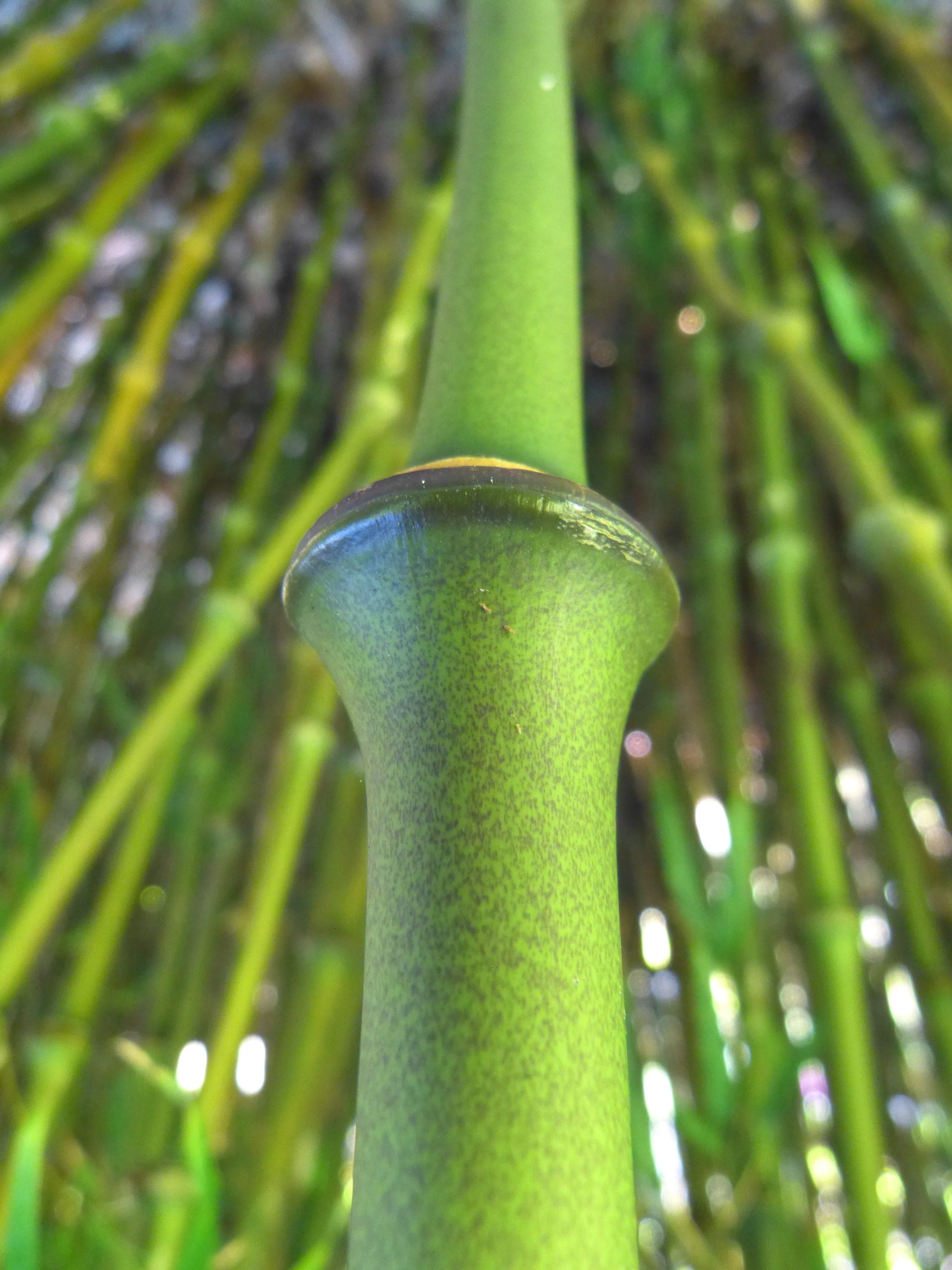 outdoors, bamboo stick, Bamboo, beauty in nature, green, close-up, bamboo grove, animal wildlife, Node, land, day, bamboo node, tree, rainforest, licorice, Phone HD Wallpaper