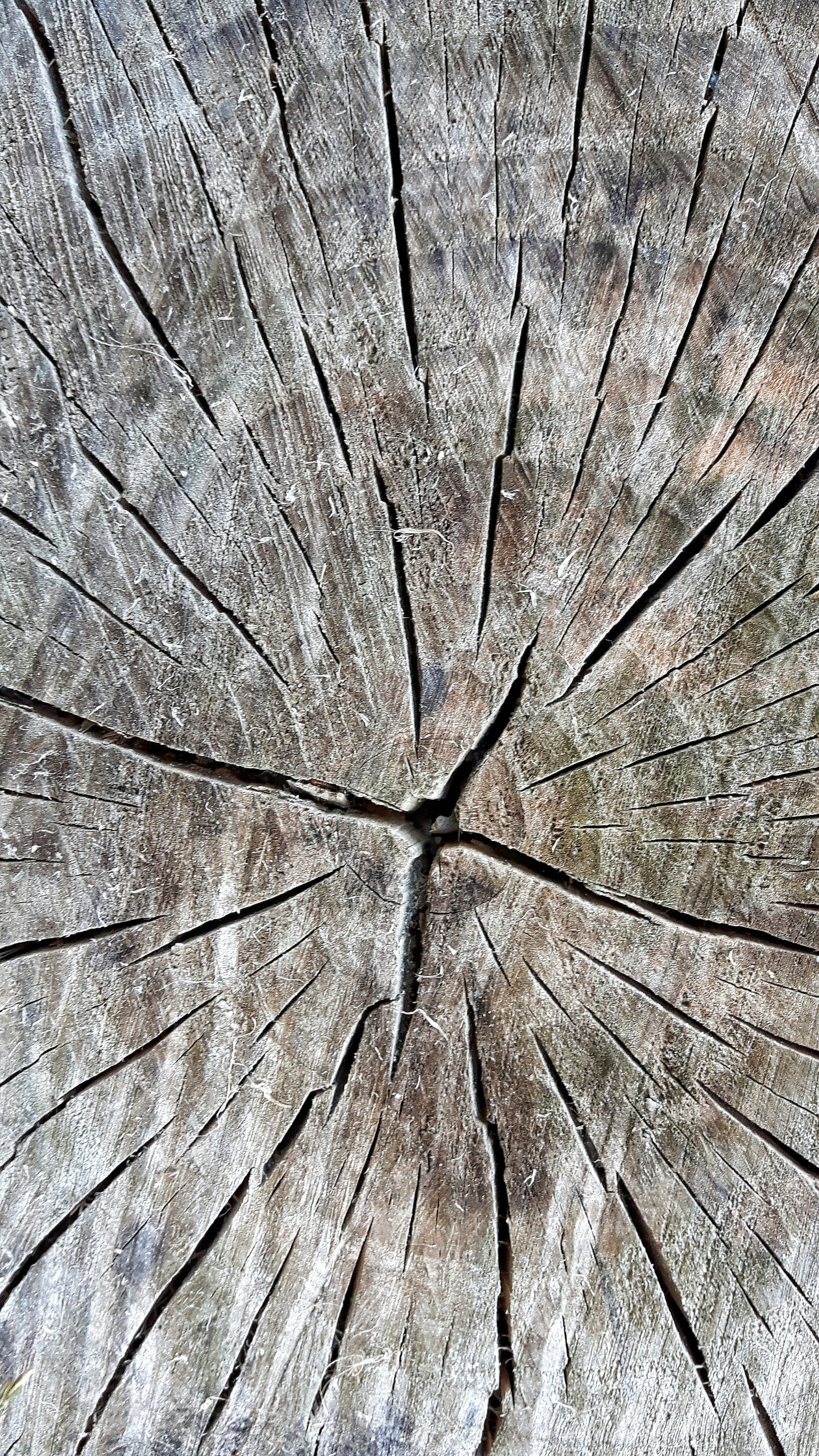 texture, tree stump, outdoors, 4K, tree ring, wood - material, cracked, node, nature, cross section, pattern, close-up, bark, directly above, day, no people, Phone HD Wallpaper