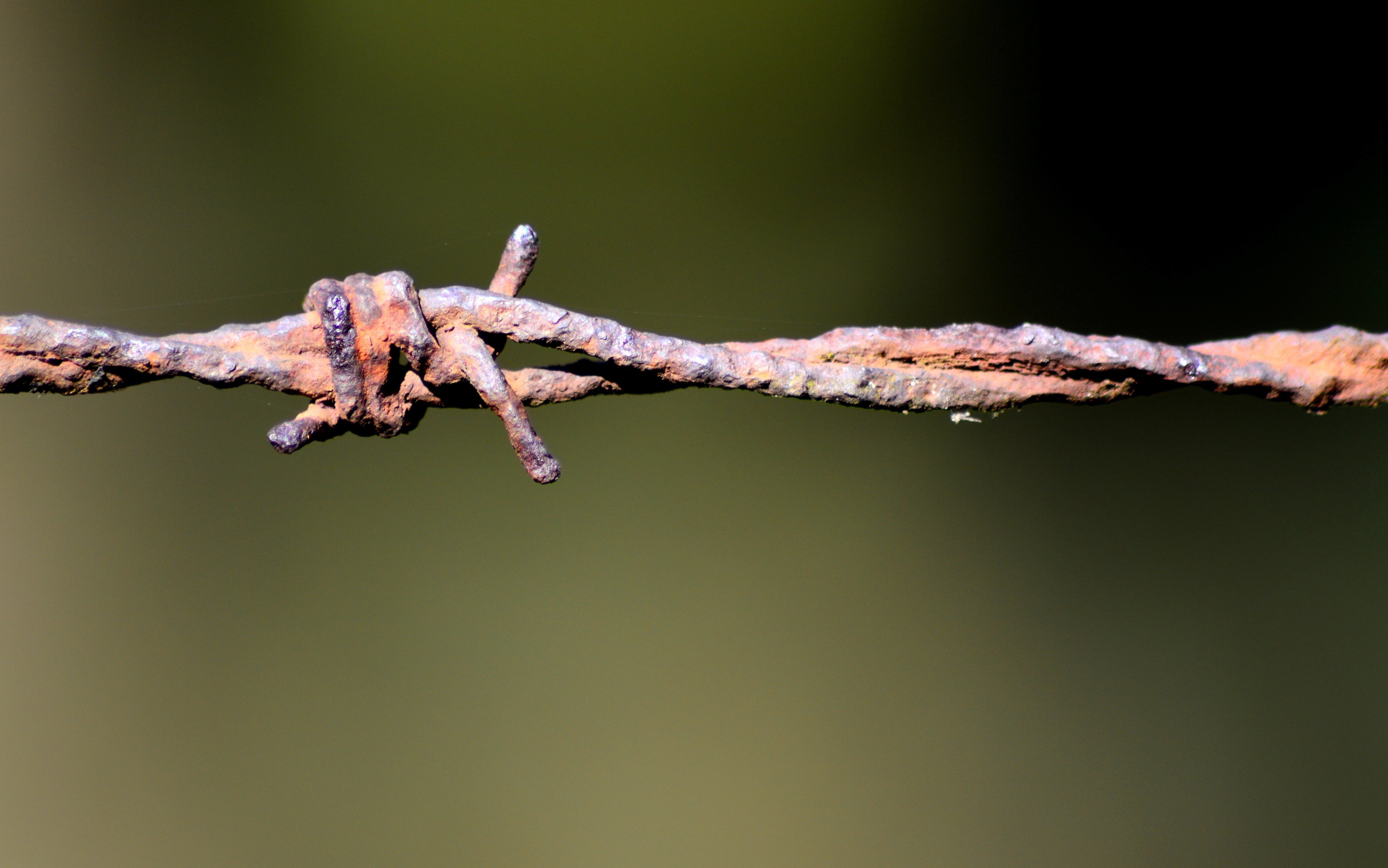 metal, tree, twisted, nature, focus on foreground, protection, branch, copy space, outdoors, plant, close-up, green color, twig, barbed wire, wire, no people, HD Wallpaper