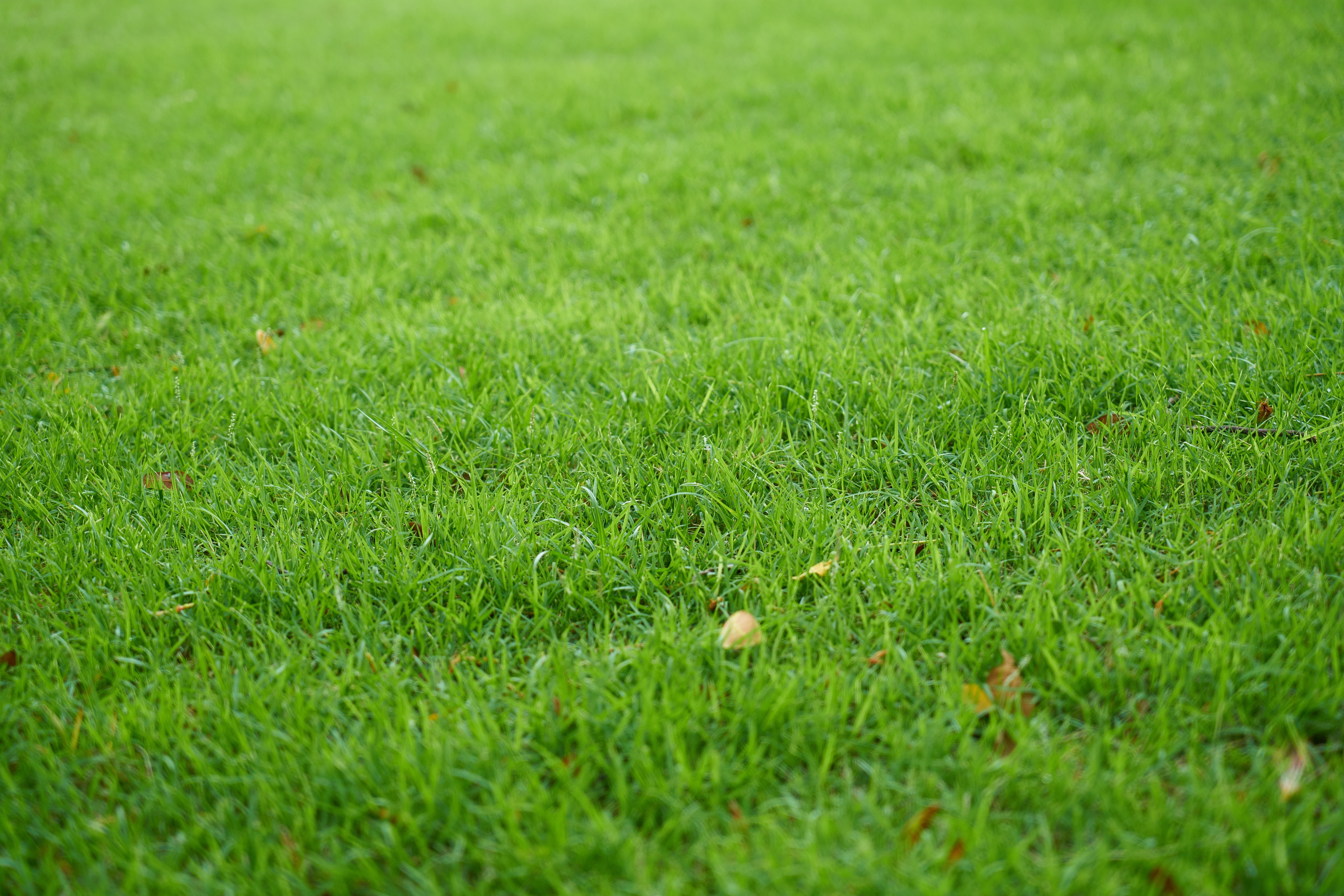 field, day, 5K, color, selective focus, detail, freshness, copy space, tranquility, lawn, green, motif, no people, composition, summer, macro, nature, HD Wallpaper