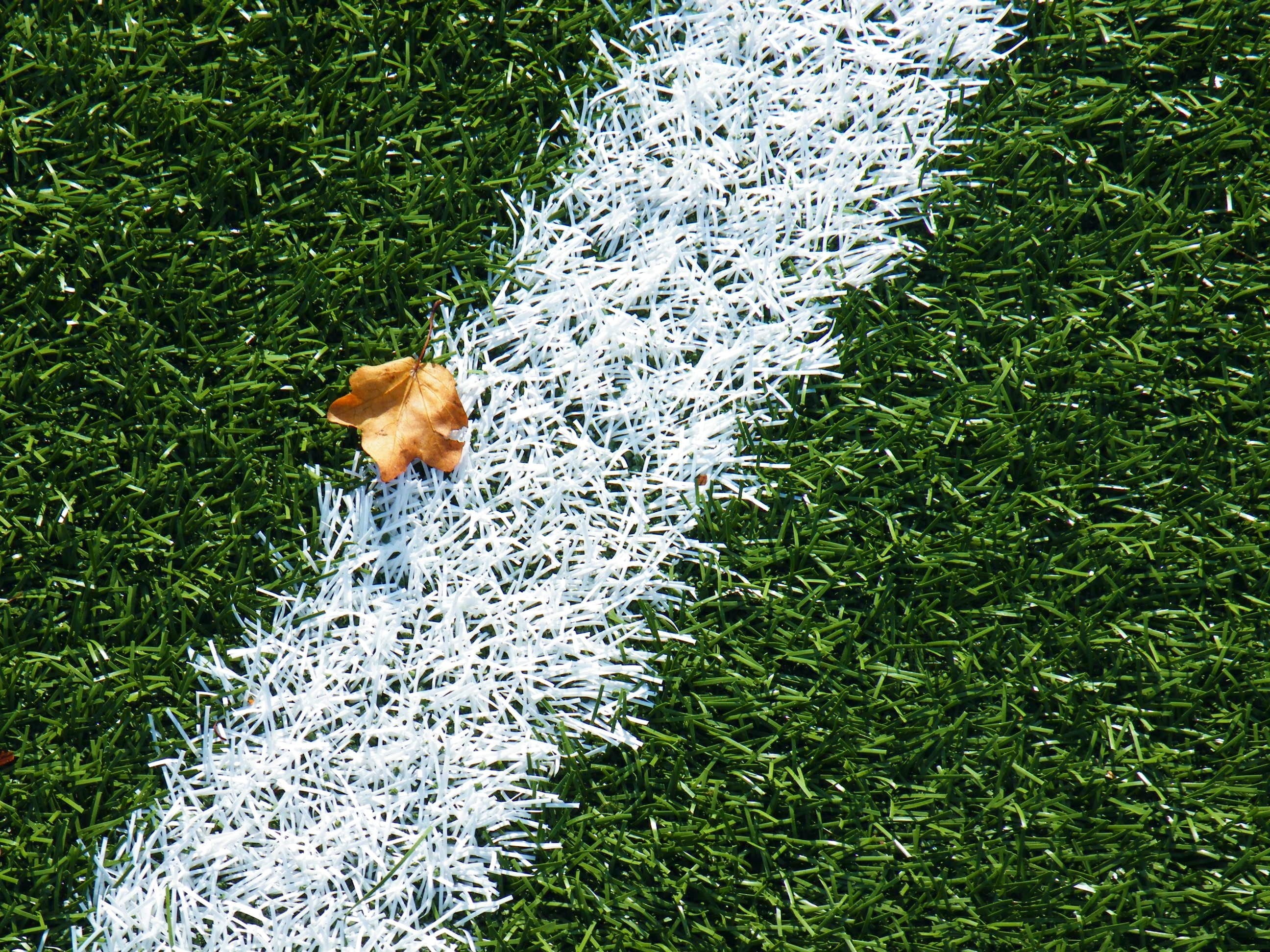 domestic animals, white, football, animal themes, dog, sports ground, stadium, center line, land, plant, leaf, penalty area, outdoors, green, caption, 2K, HD Wallpaper