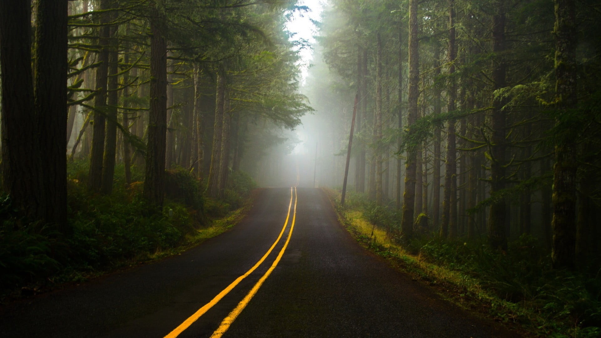 the way forward, sign, day, 1080P, lines, branch, woodland, yellow, forest, no people, land, asphalt, mist, green, fog, transportation, grass, plants, HD Wallpaper
