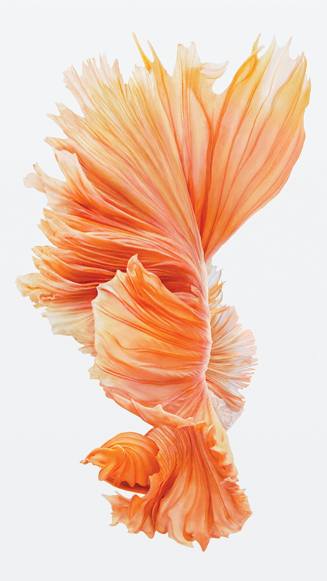 orange color, softness, 1080P, cut out, water, motion, iPad, beauty in nature, underwater, white color, freshness, iOS, white background, orange, pink, Phone HD Wallpaper