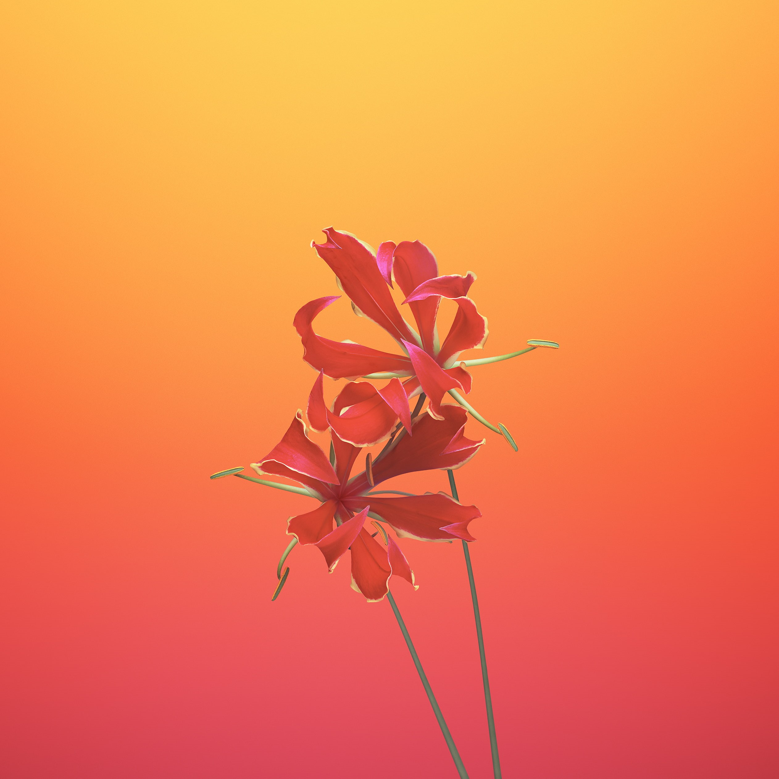iPad, colored background, growth, orange background, flower head, vulnerability, no people, studio shot, bouquet, indoors, plant, flowering plant, petal, Phone HD Wallpaper