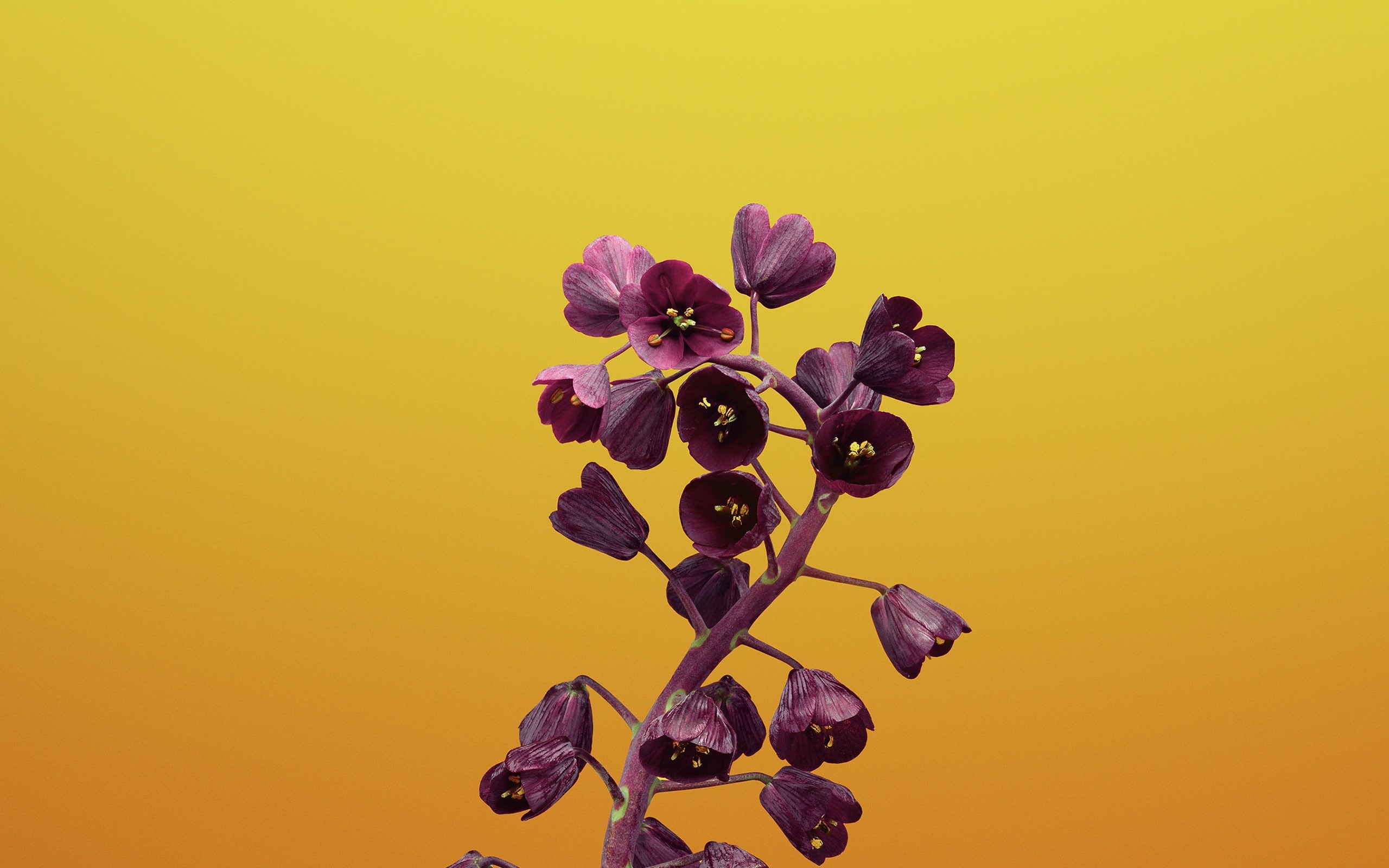 apple, purple, fragility, flowering plant, vulnerability, wall, indoors, growth, nature, iphone, inflorescence, flower head, 2K, hd, close-up, fritillaria, HD Wallpaper