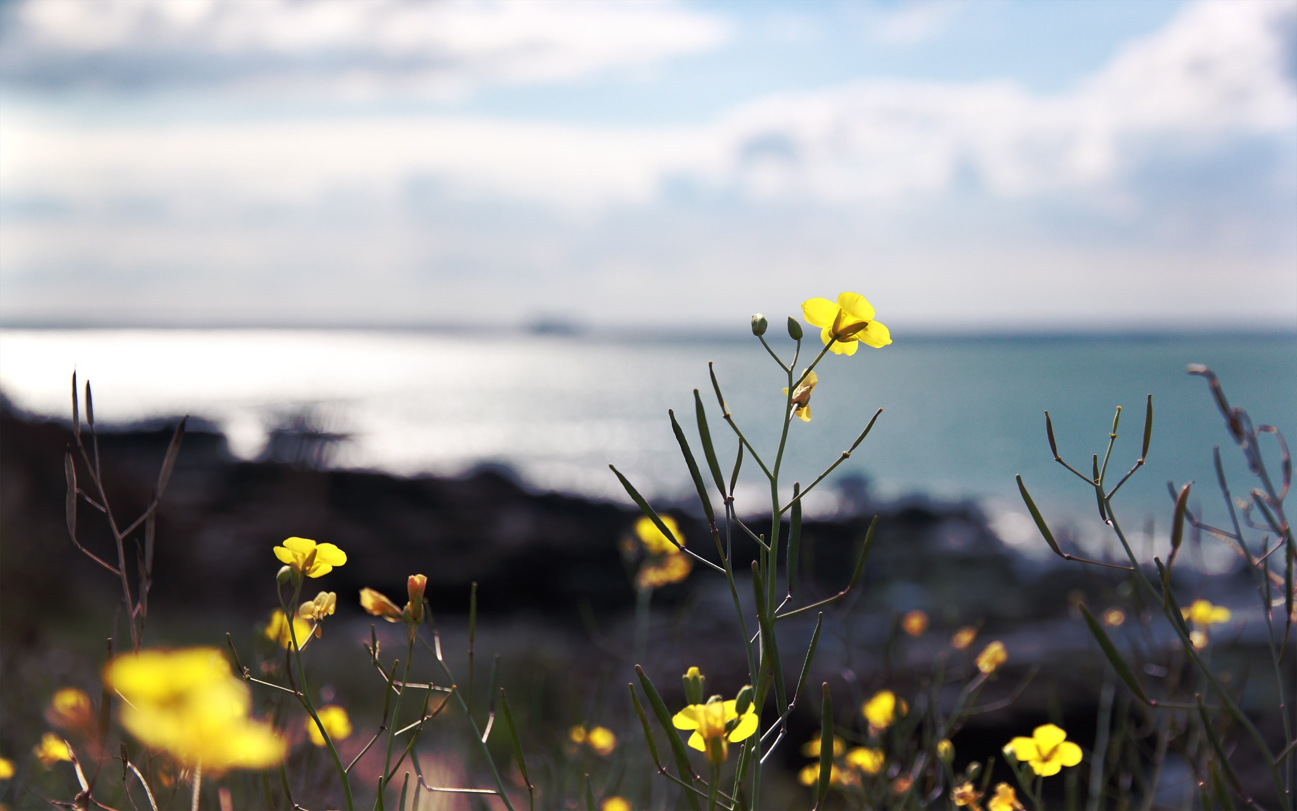 flowers, fragile, yellow, 2K, macro, HD Wallpaper