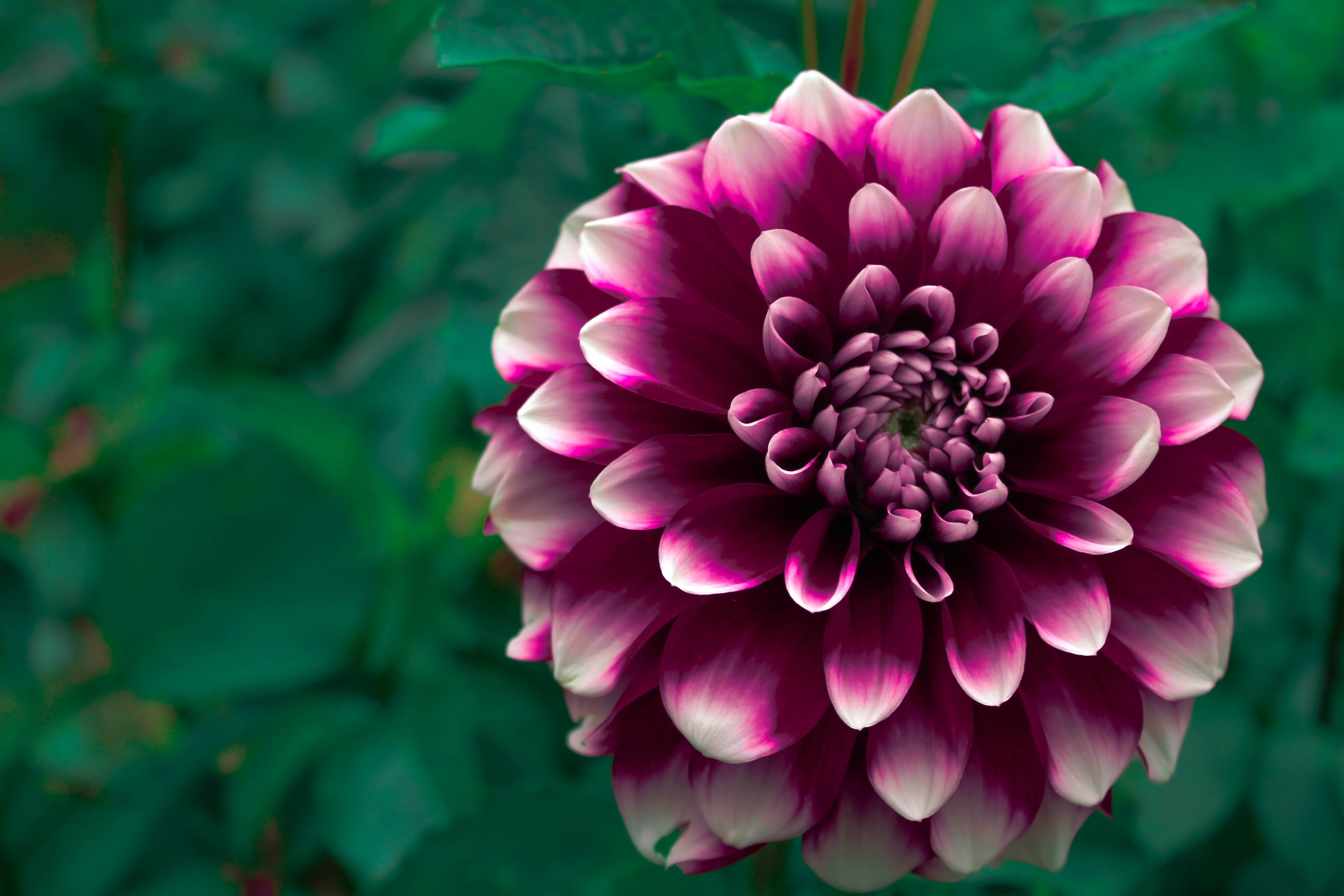 plant, focus on foreground, flowering plant, blooming, flower head, outdoors, fall, leaves, petal, freshness, photography, day, closeup, flower, fragility, HD Wallpaper