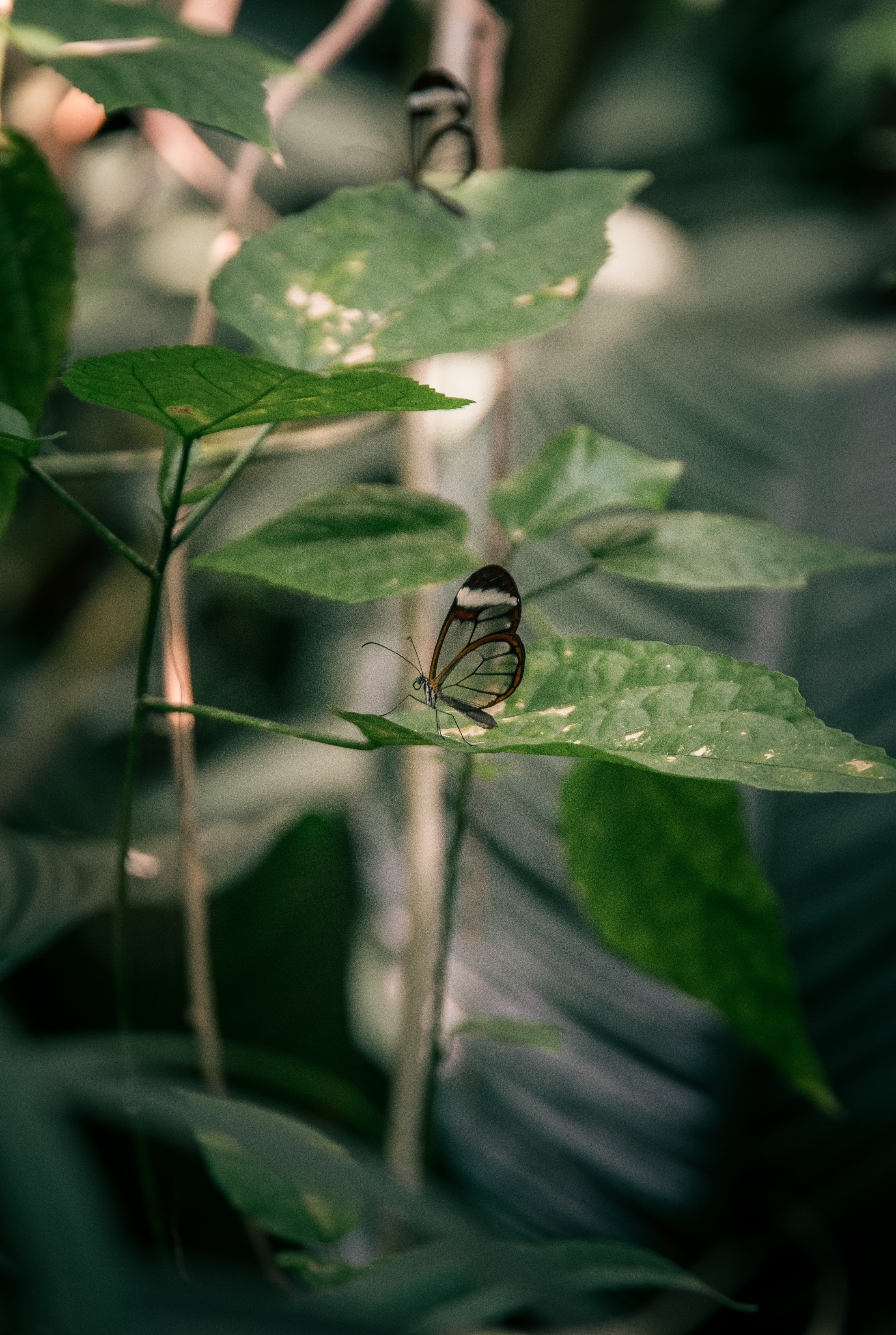 outdoors, animal themes, animal wildlife, no people, beautiful, glasswing, beauty in nature, delicate, one animal, growth, animals in the wild, butterfly - insect, Phone HD Wallpaper
