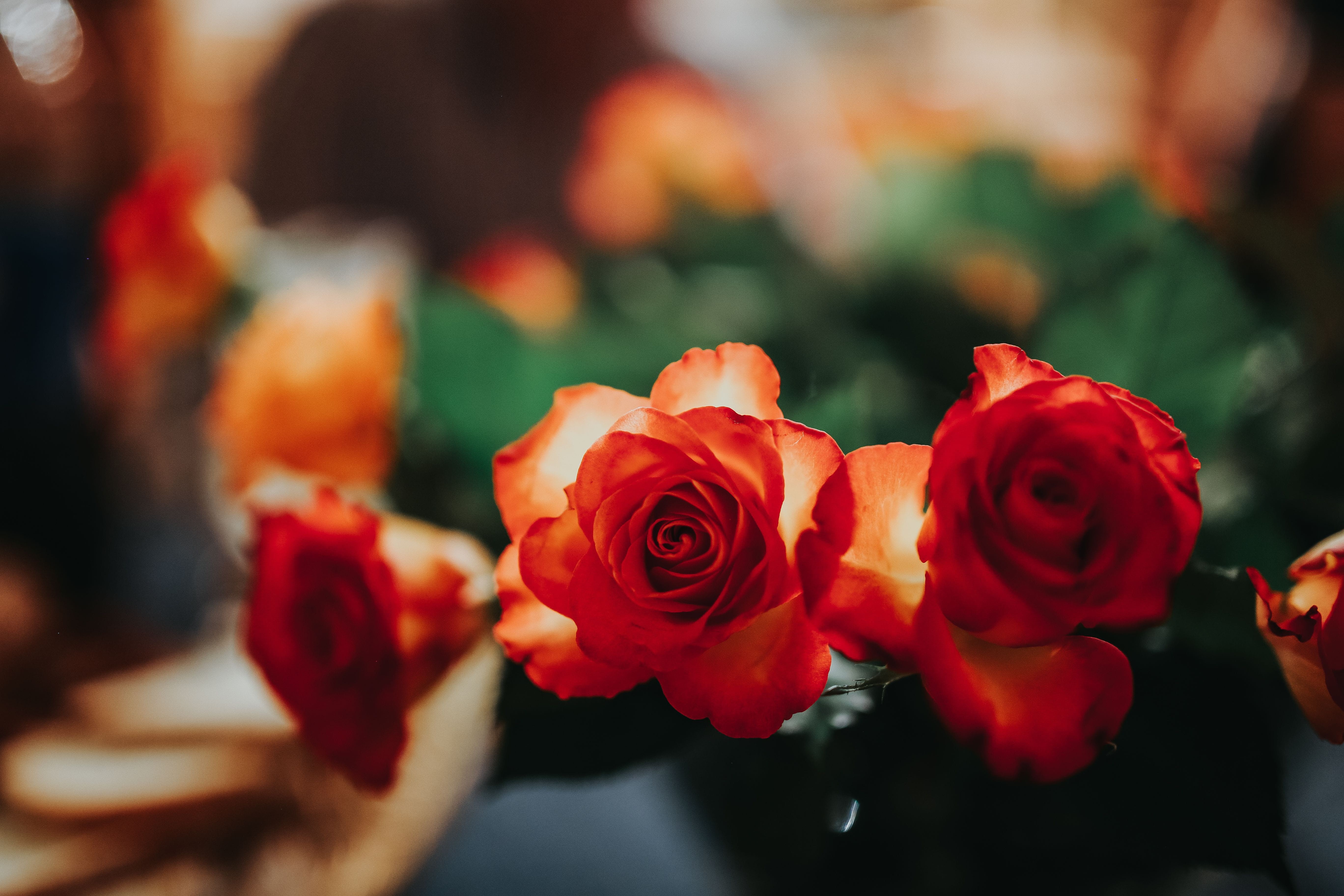 inflorescence, pretty, flora, bunch of flowers, flower arrangement, arrangement, bouquet, selective focus, flower, fragility, rose, beauty In Nature, close-up, HD Wallpaper