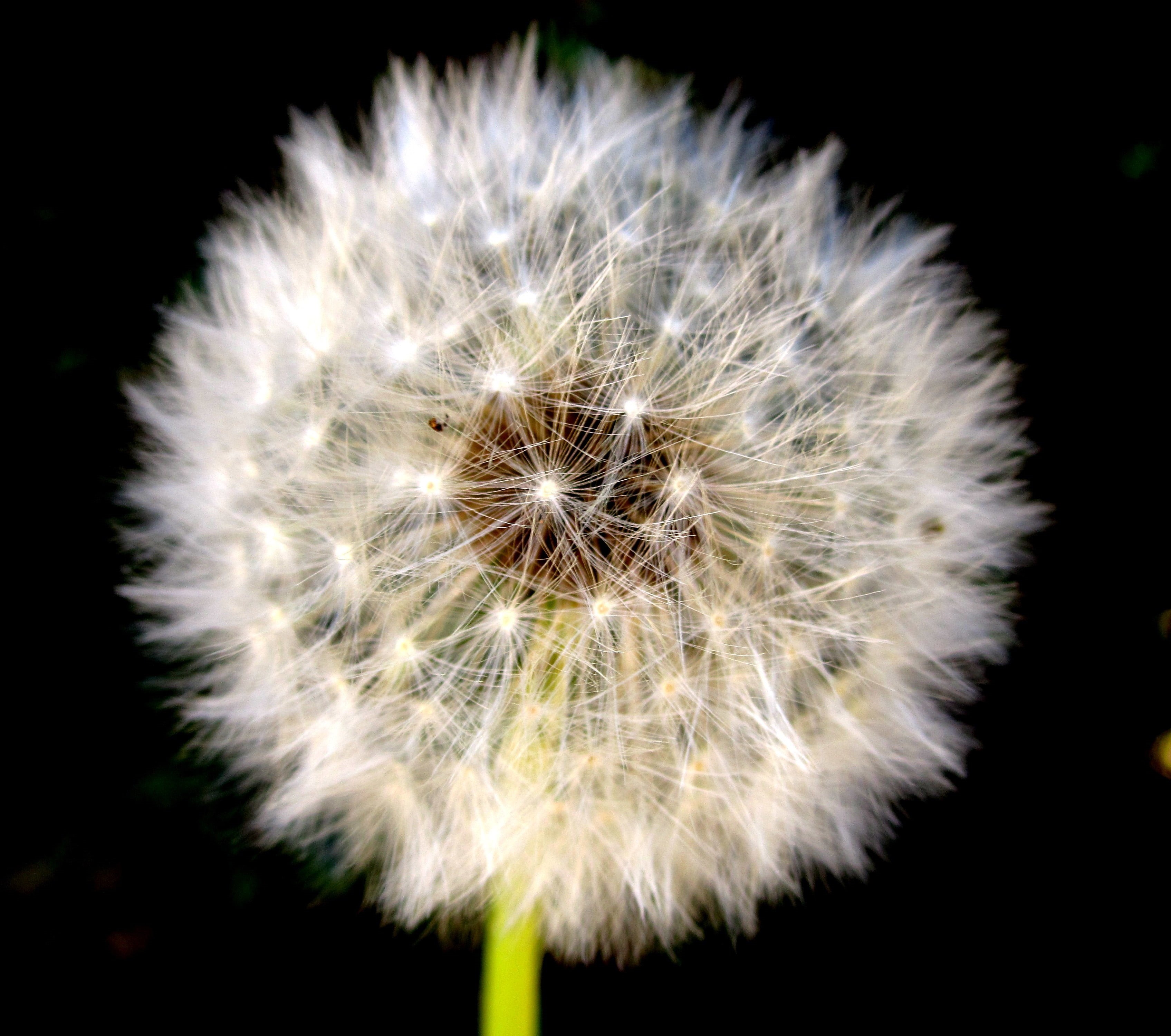 selective focus, 2K, seeds, plant, flower, focus, head, close-up, photography, macro, nature, seed, white, fragility, selective, summer, Dandelion, fluffy, HD Wallpaper