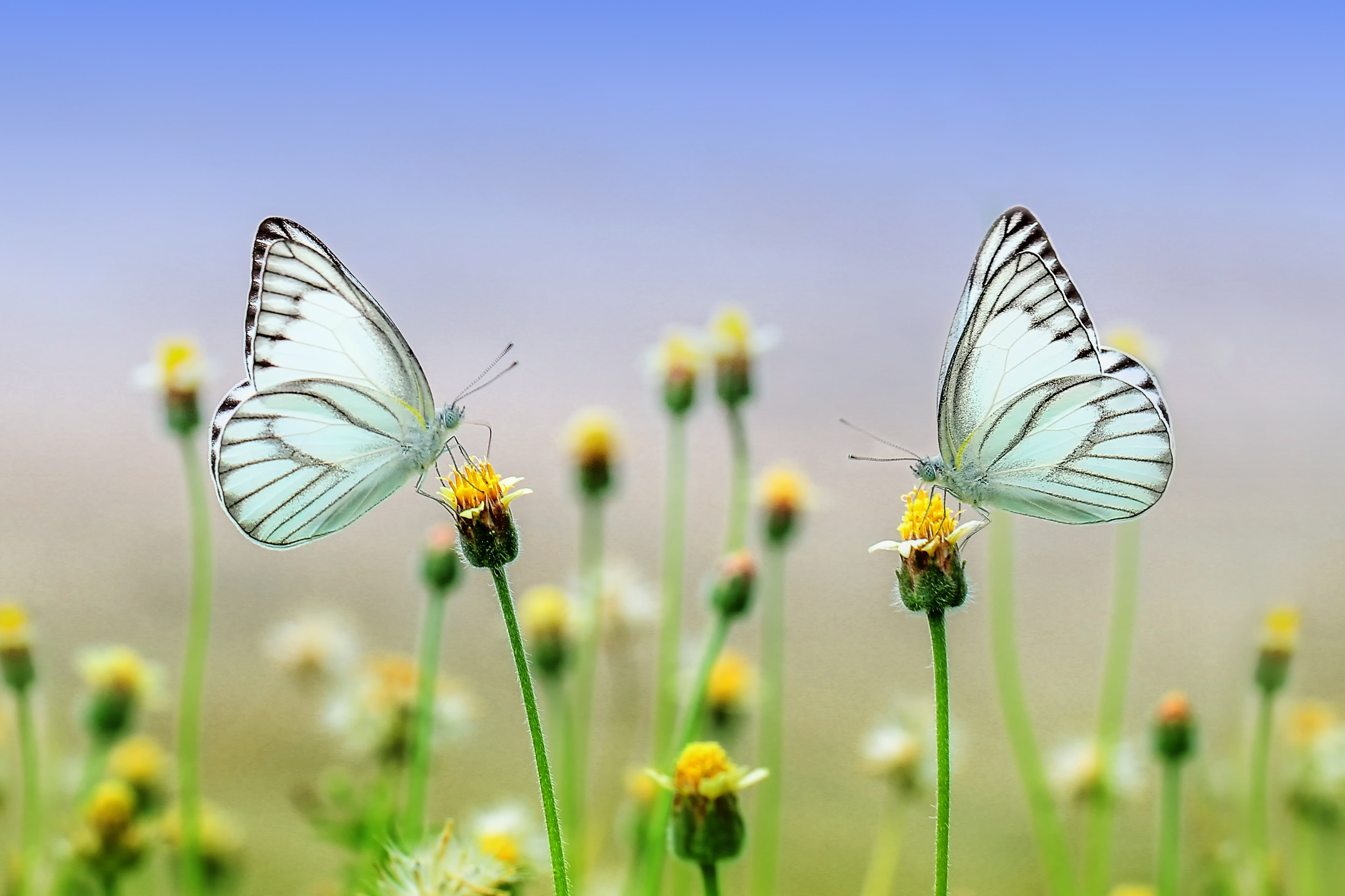 animal wildlife, close-up, animals in the wild, flower, butterfly, wing, animal wing, magnification, perched, outdoor, cute, spring, flower head, natural, HD Wallpaper