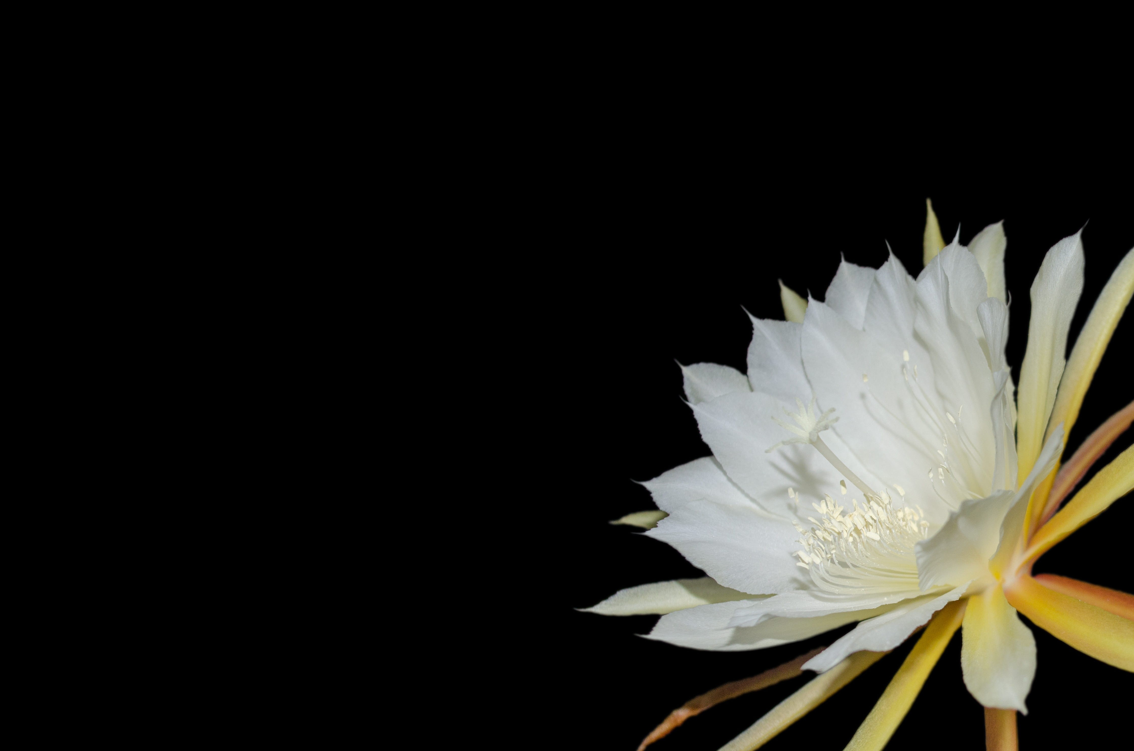 4K, inflorescence, flower head, black and white, softness, indoors, Black White, pollen, Epiphyllum, white color, copy space, succulent, Blossom, white blossom, HD Wallpaper