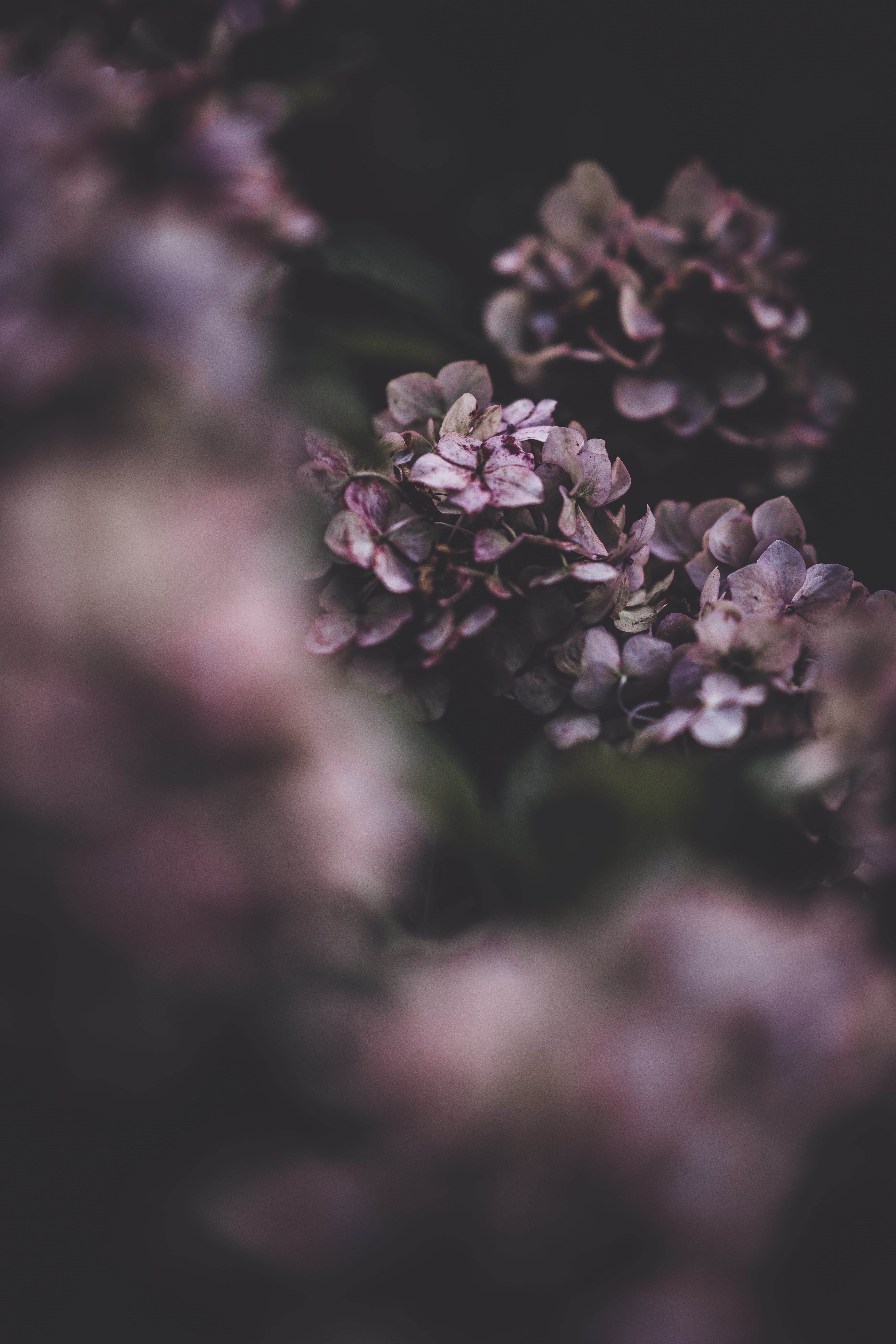 botanical, season, leaf, tree, moody, beauty In Nature, outdoors, plant, flower, macro, backgrounds, natural, floral, botany, freshness, dark, pink, day, Phone HD Wallpaper