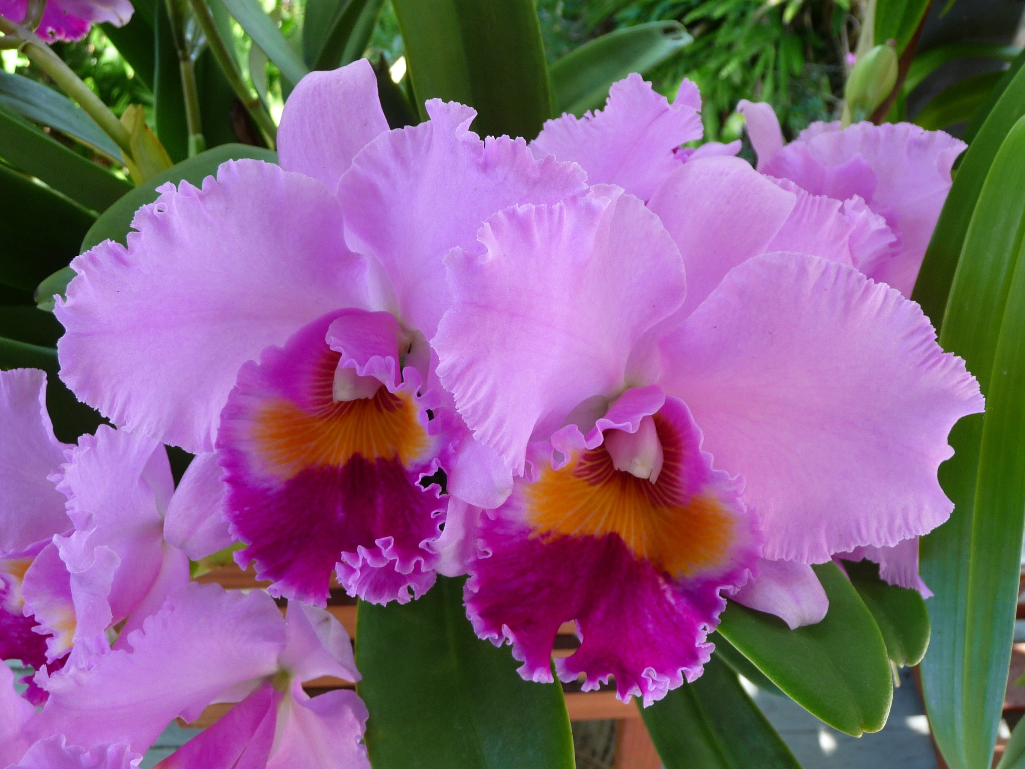 close-up, beauty in nature, Cattleya, growth, leaf, inflorescence, Orchid, plant, colourful, petal, focus on foreground, softness, freshness, Flora, pollen, HD Wallpaper