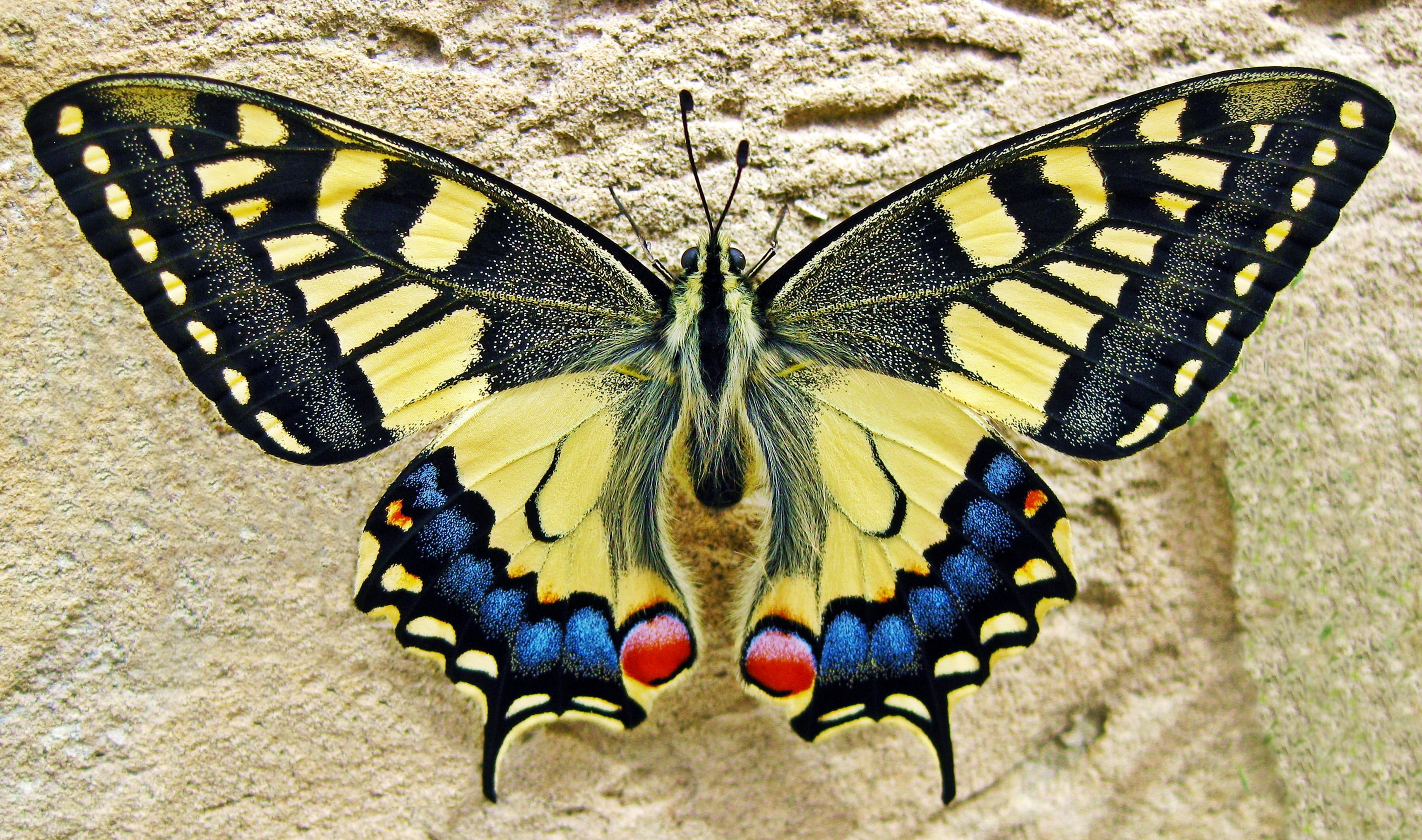no people, lepidoptera, animal, black, wings, flower, natural pattern, swallowtail, day, bug, insect, invertebrate, close-up, swallow tailed butterfly, HD Wallpaper