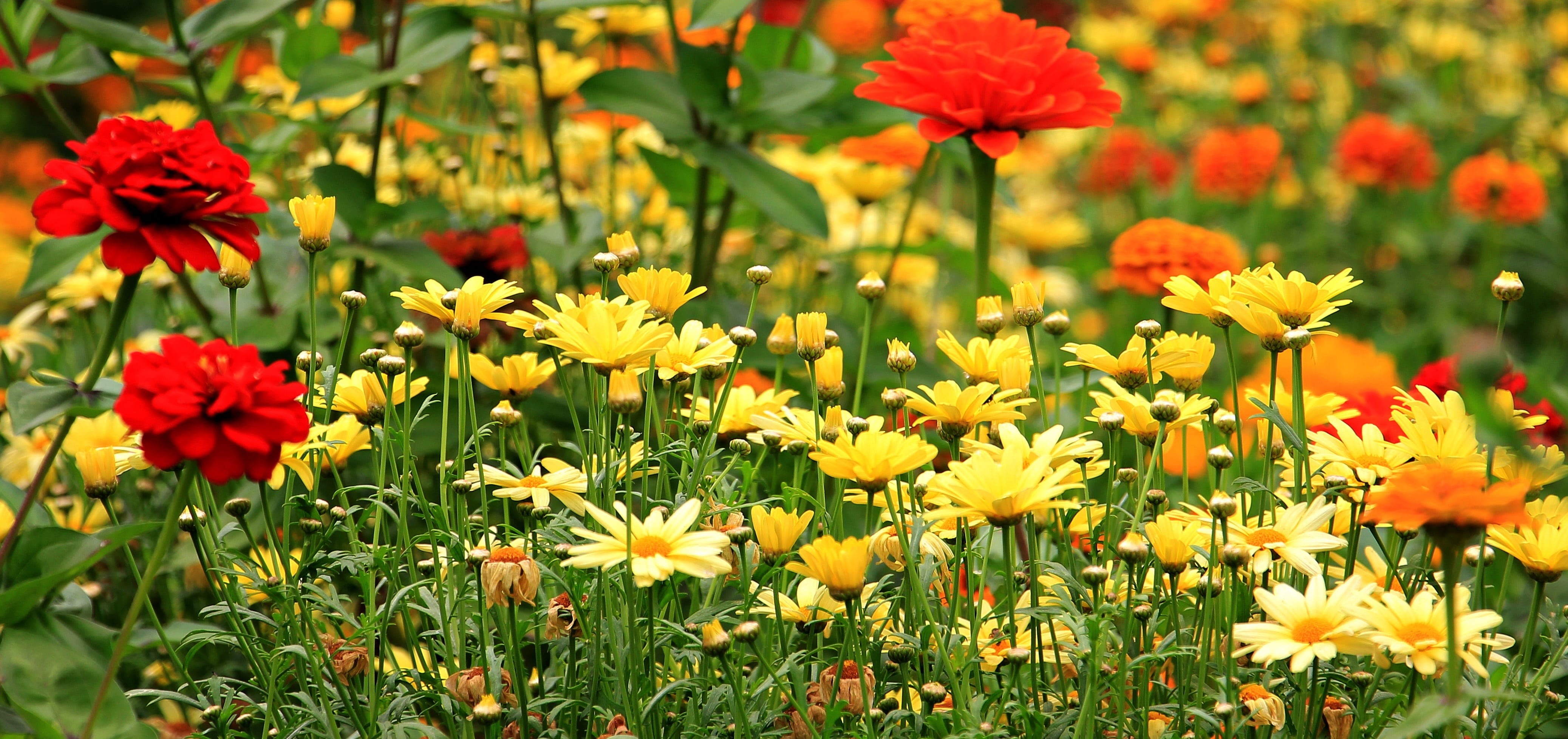 no people, close-up, fragility, beauty in nature, colorful, 4K, plant, garden, flora, nature, daisies, blooming, meadow, flowering plant, petal, vulnerability, HD Wallpaper