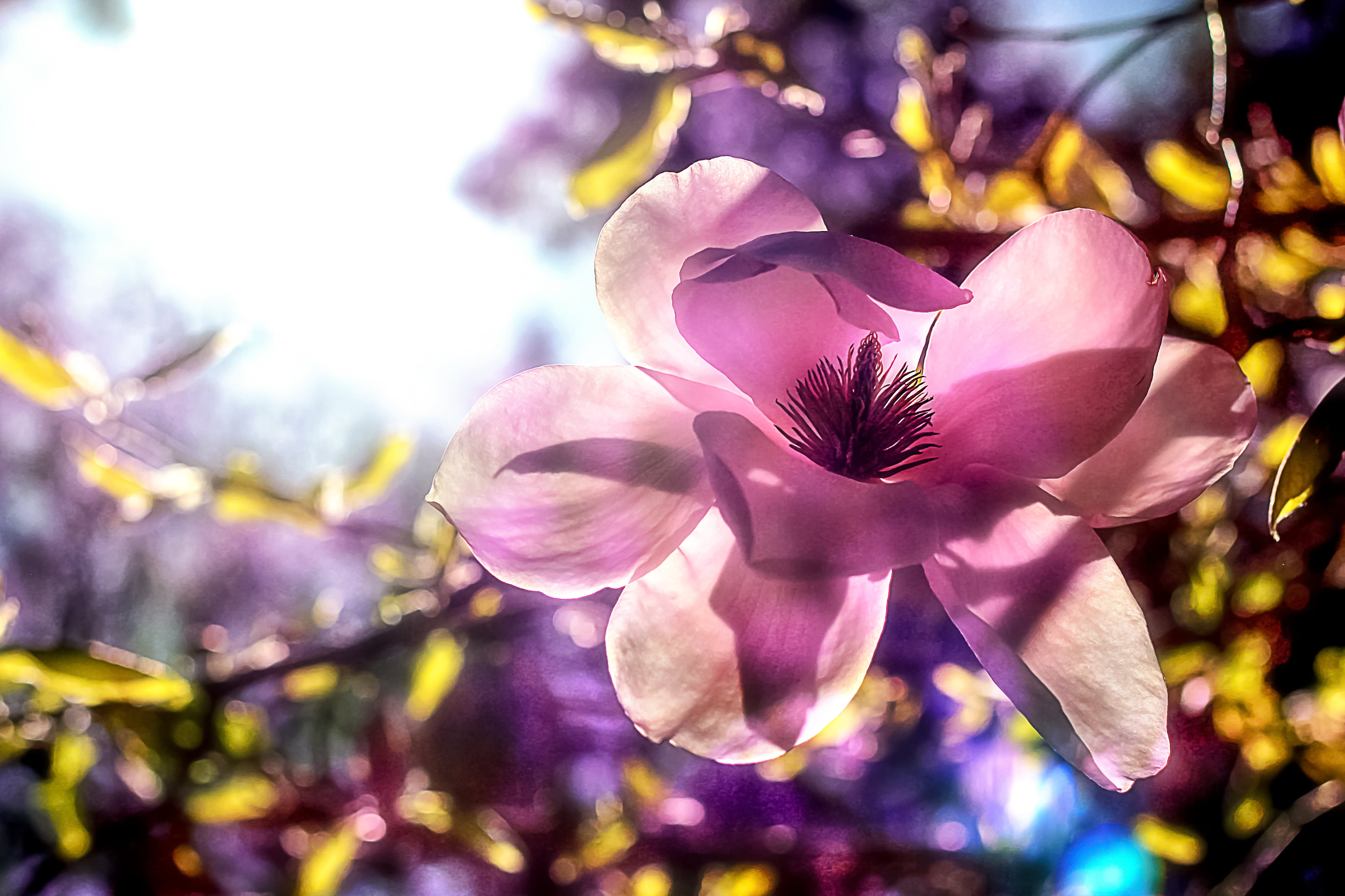 tree, bloom, plant, close, Magnolia, Hide-and-seek, flower, petal, close-up photography, nature, spring, photography, purple, 4K, pink, close-up, summer, HD Wallpaper