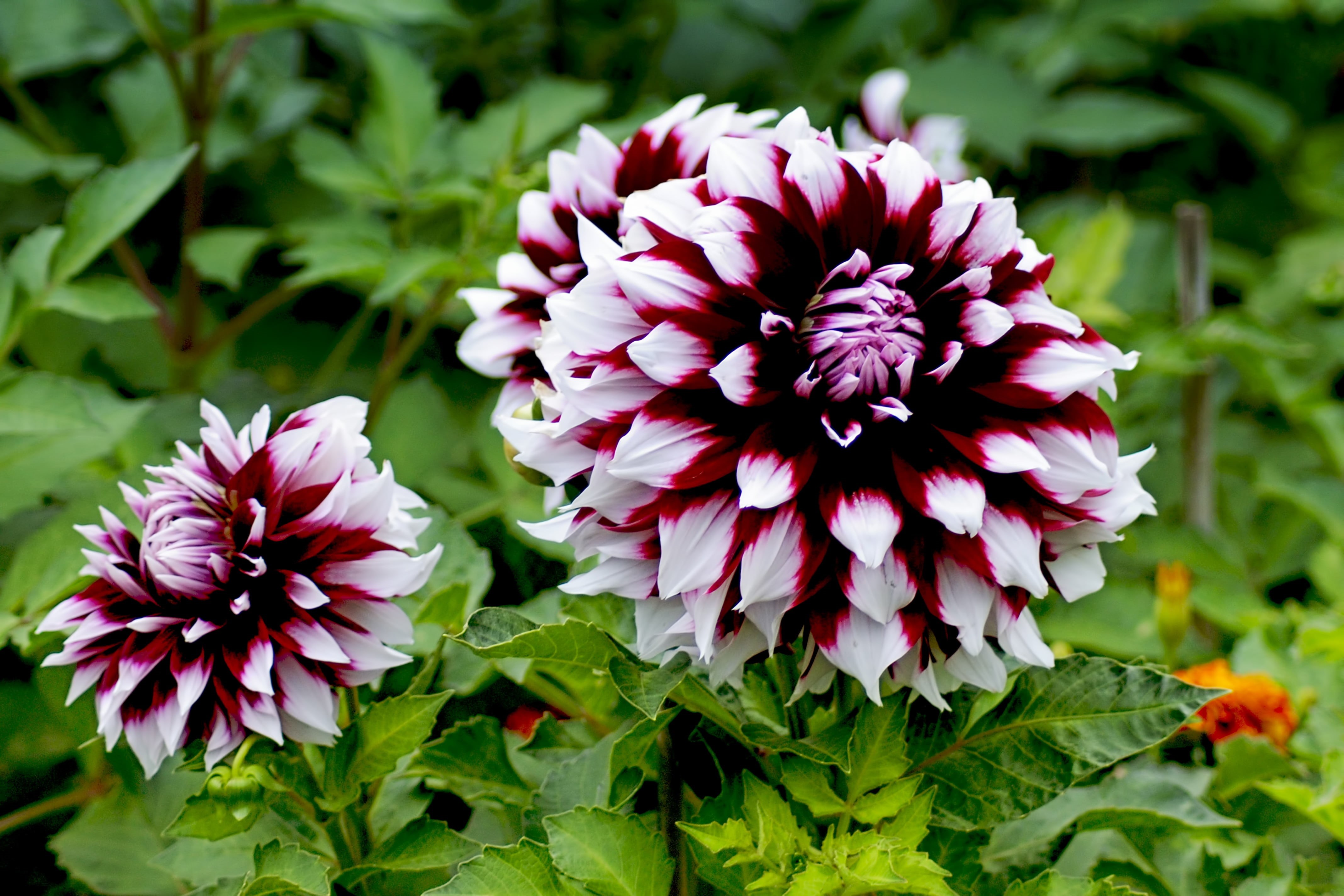 inflorescence, red, purple, petal, blossom, focus on foreground, day, beauty in nature, vulnerability, leaf, autumn dahlias, autumn, flowering plant, no people, HD Wallpaper