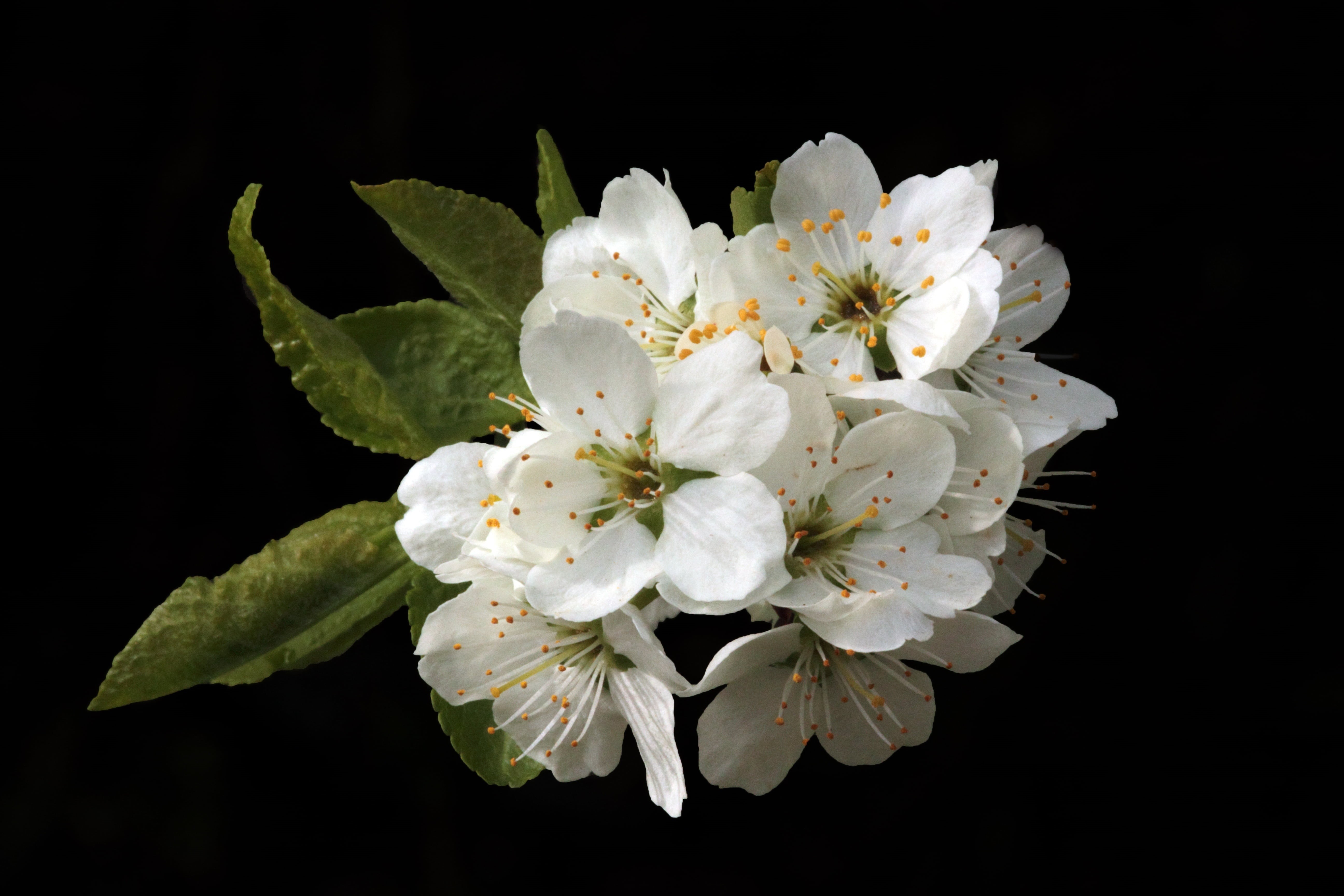growth, white, romantic, tree, indoors, flowers background, close-up, 5K, flower Head, spring background, flower, garden, petal, no people, beauty in nature, HD Wallpaper