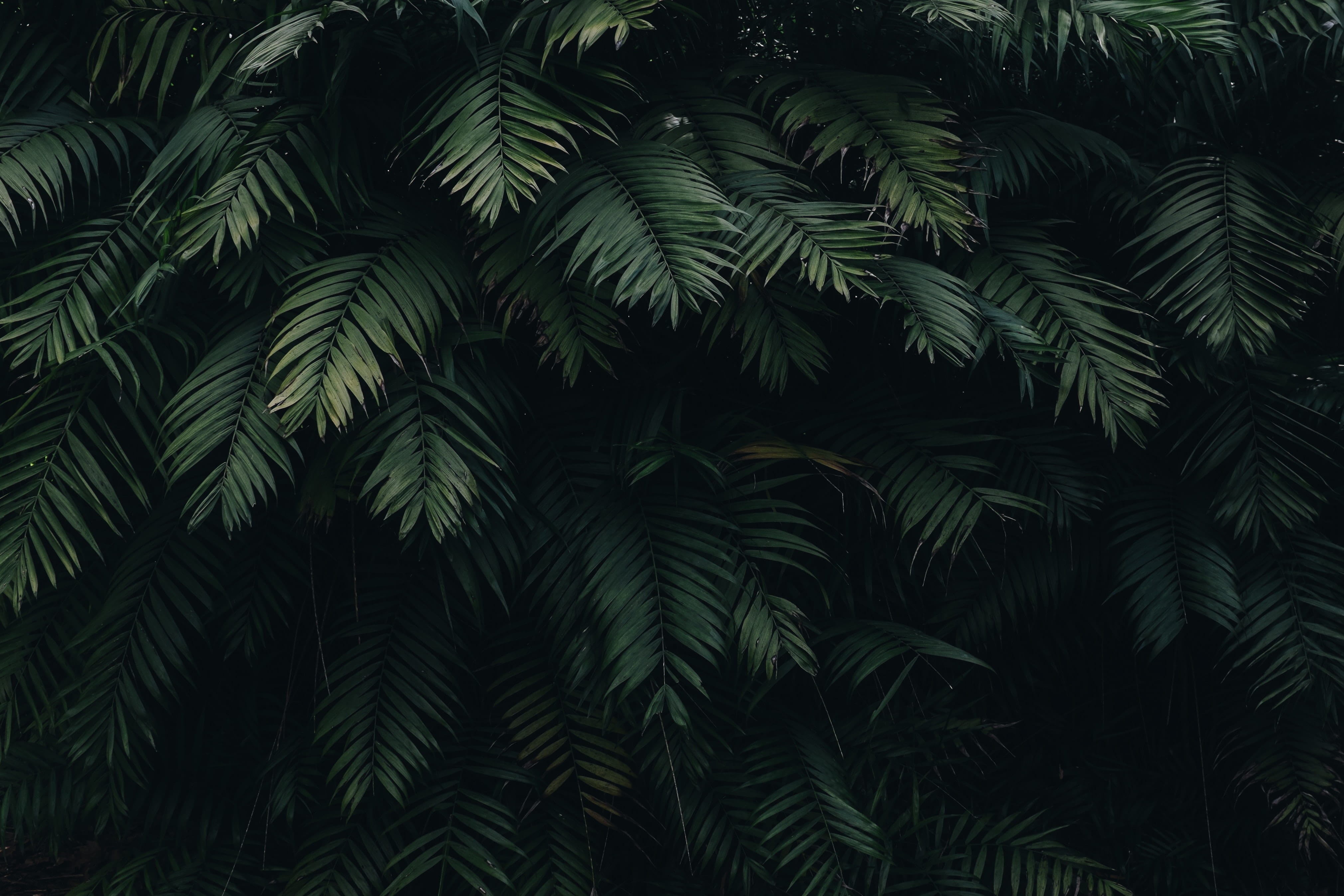 4K, palm leaf, full frame, low angle view, palm tree, plant, tranquility, no people, nature, beauty in nature, leaves, black, growth, tree, botany, backgrounds, HD Wallpaper