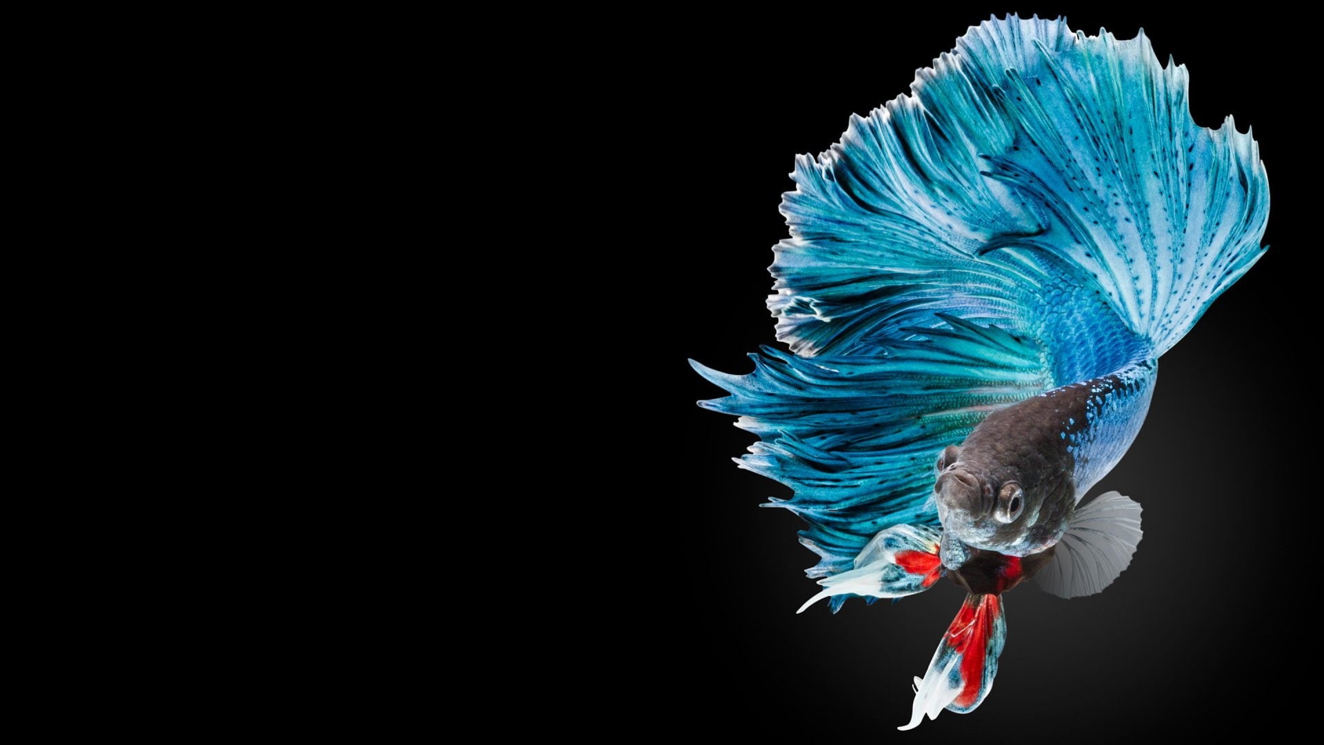 Siamese Fighting Fish, Animal, Betta, 1080P, HD Wallpaper