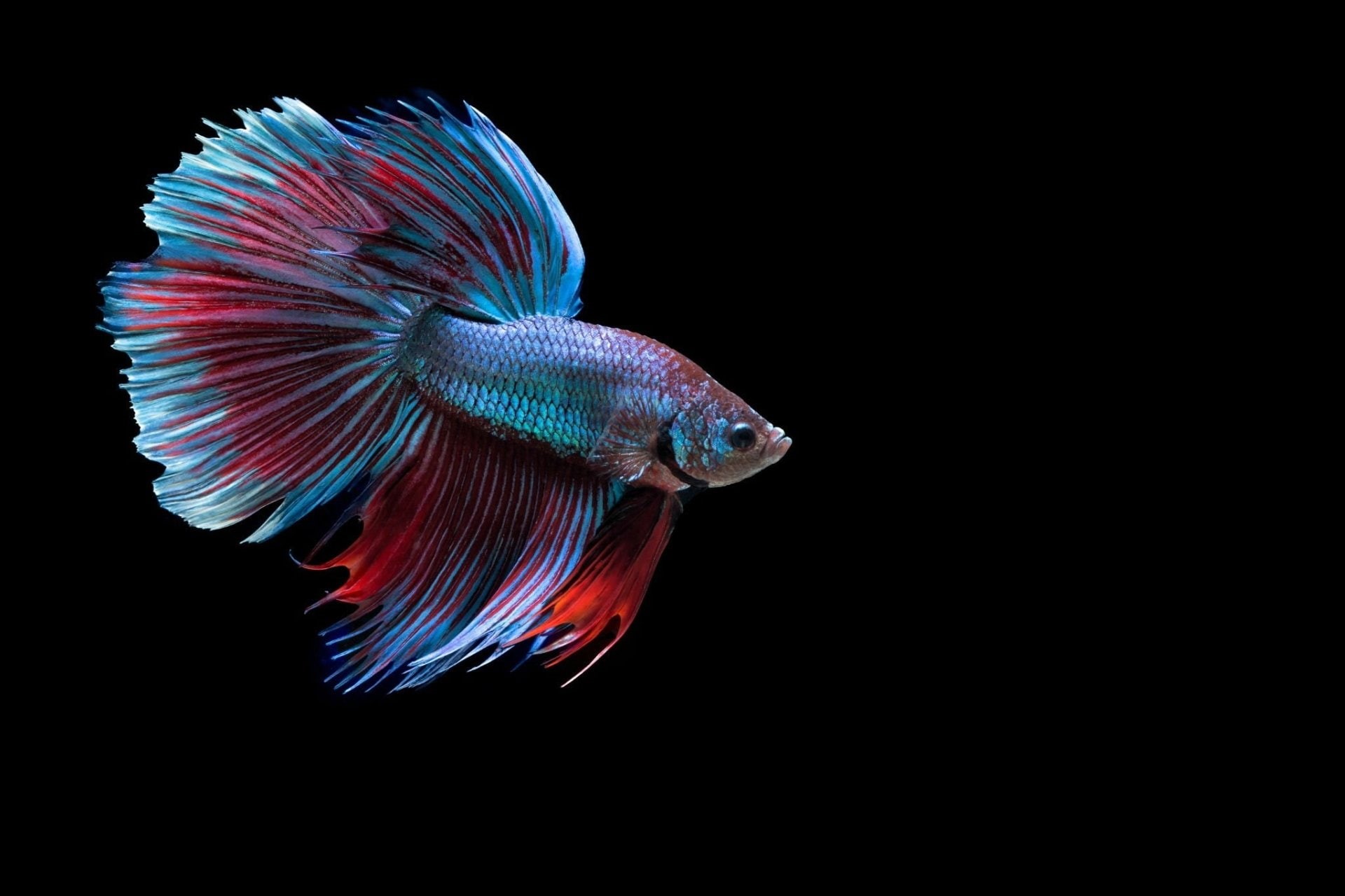 Betta, 1080P, Animal, Siamese Fighting Fish, HD Wallpaper