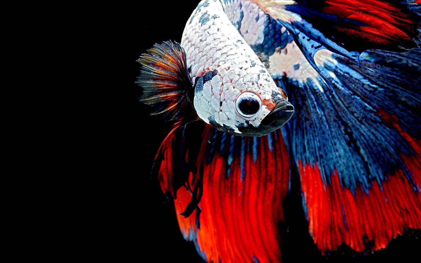 Siamese Fighting Fish, Animal, Betta, 720P, HD Wallpaper
