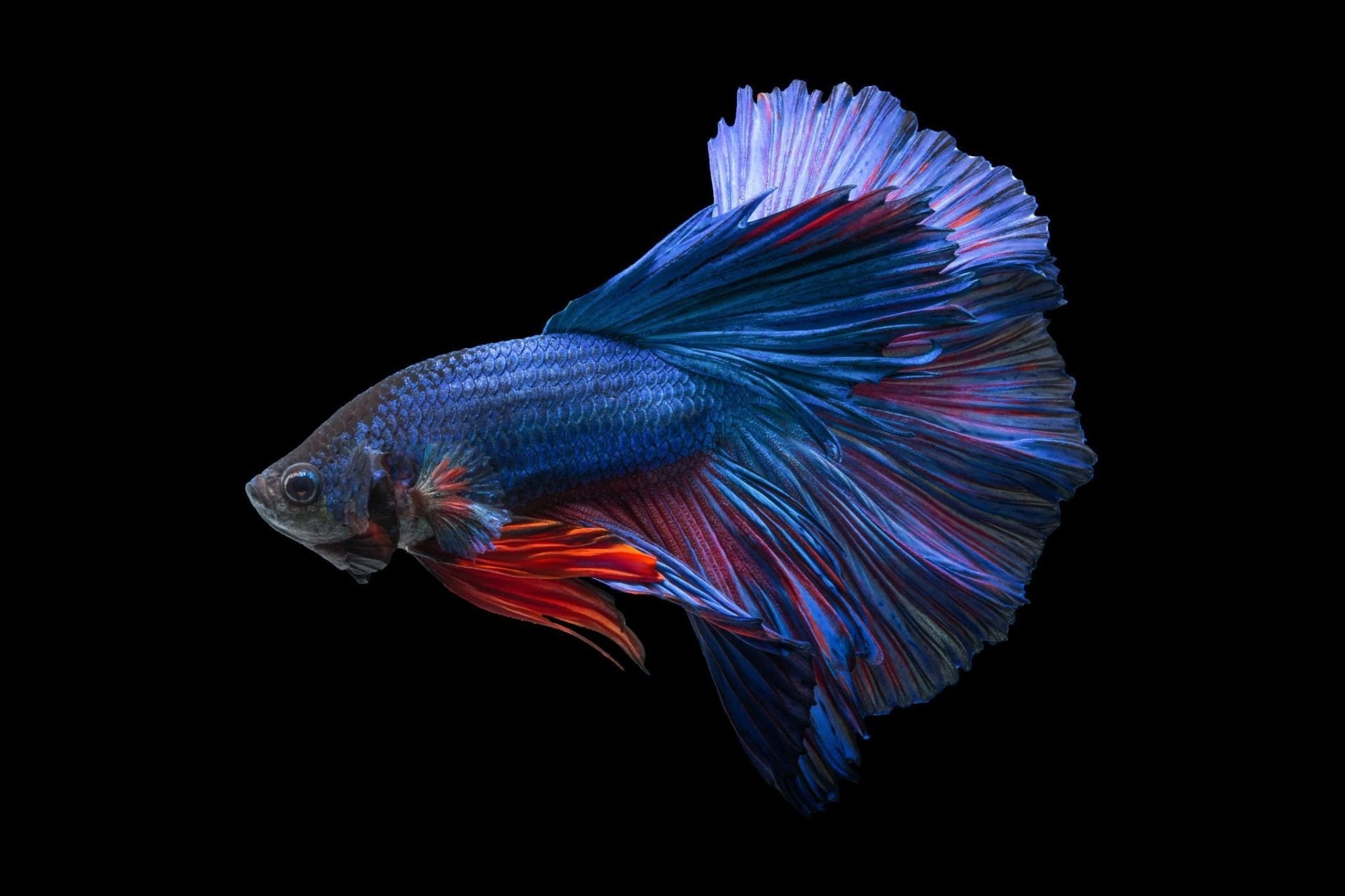Siamese Fighting Fish, 1080P, Betta, Animal, HD Wallpaper