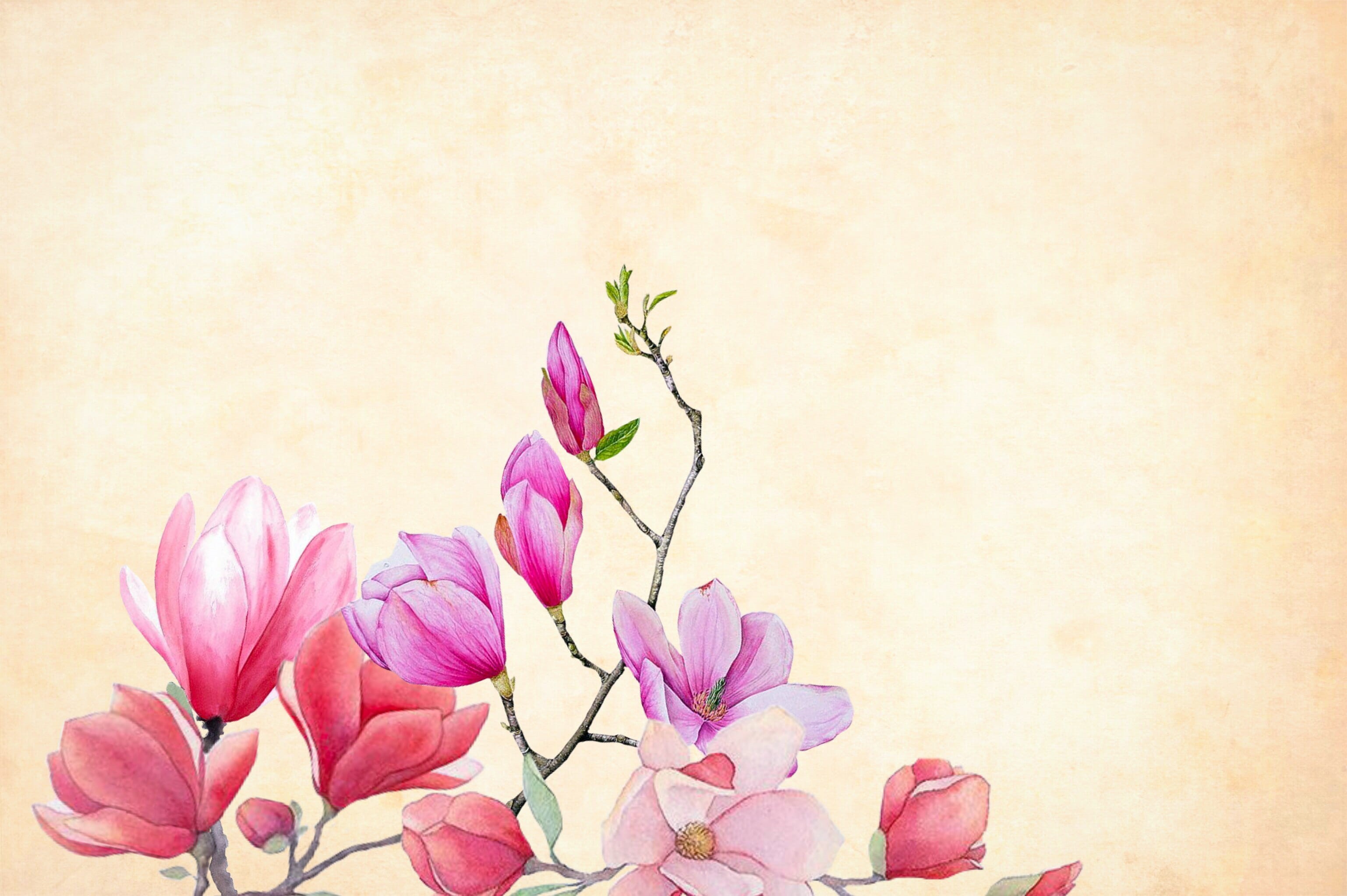 flower, petal, illustrations, plant part, vibrant, romantic, flowers, images, fragility, light, flower head, no people, watercolor, summer, floral, copy space, HD Wallpaper