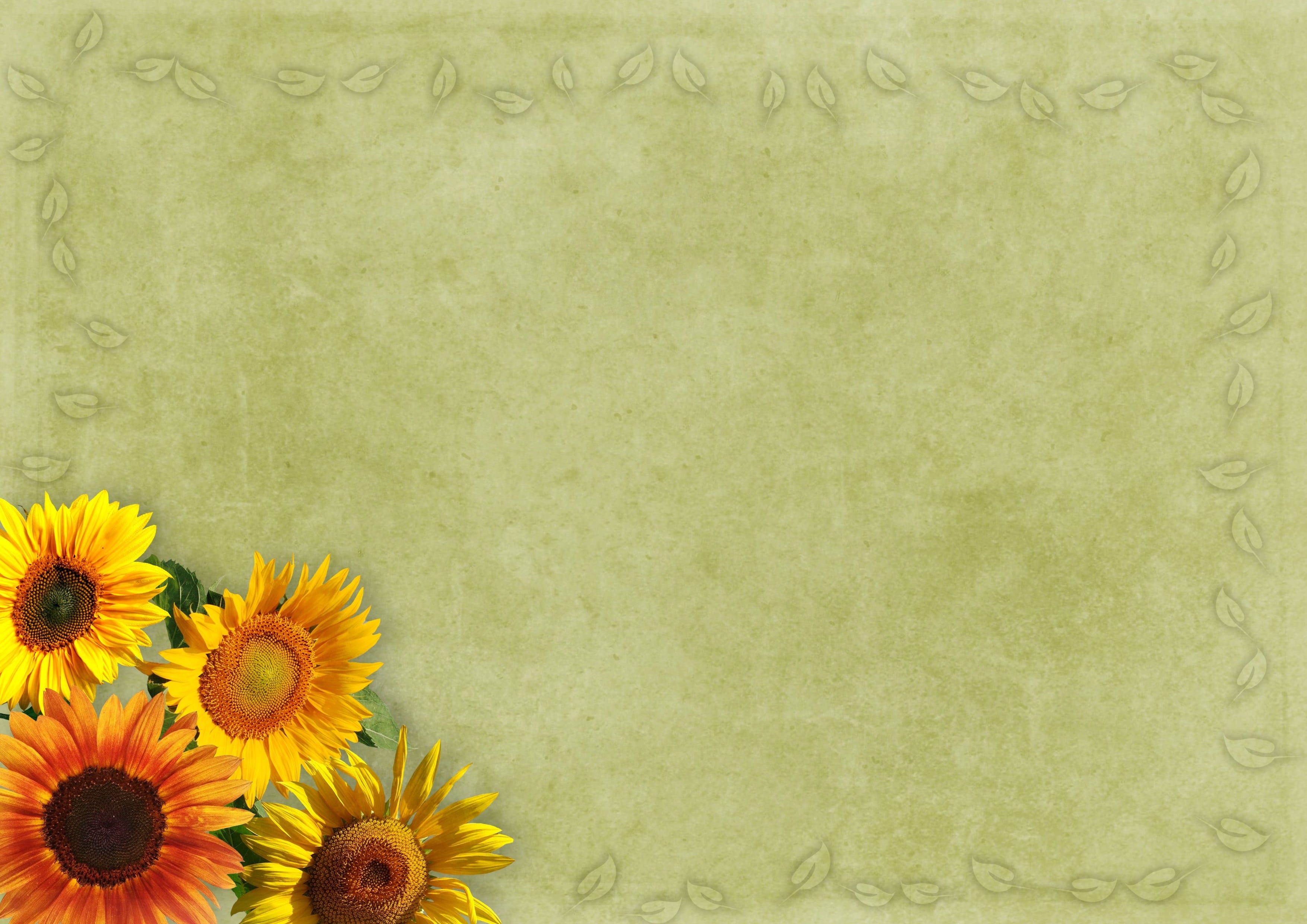 vintage, flowering plant, flower head, scrapbooking, nature, holiday, fragility, retro styled, plant, green, love, digital greeting, leaves, no people, HD Wallpaper