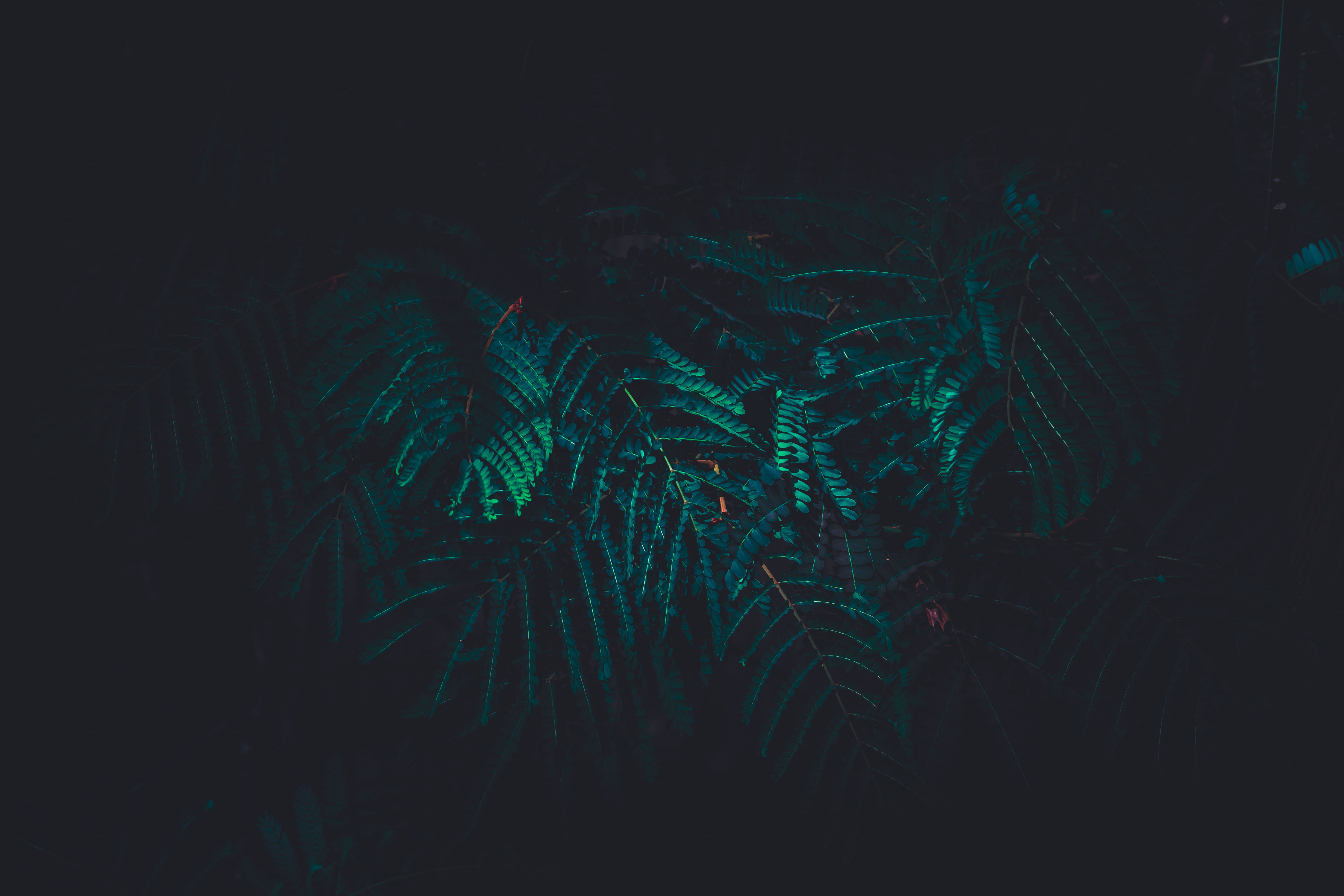light, 5K, plant, leaves, color, green color, green fern, tree, tranquility, night, pattern, branch, sky, fern tree, green, fresh, illuminated, nature, HD Wallpaper