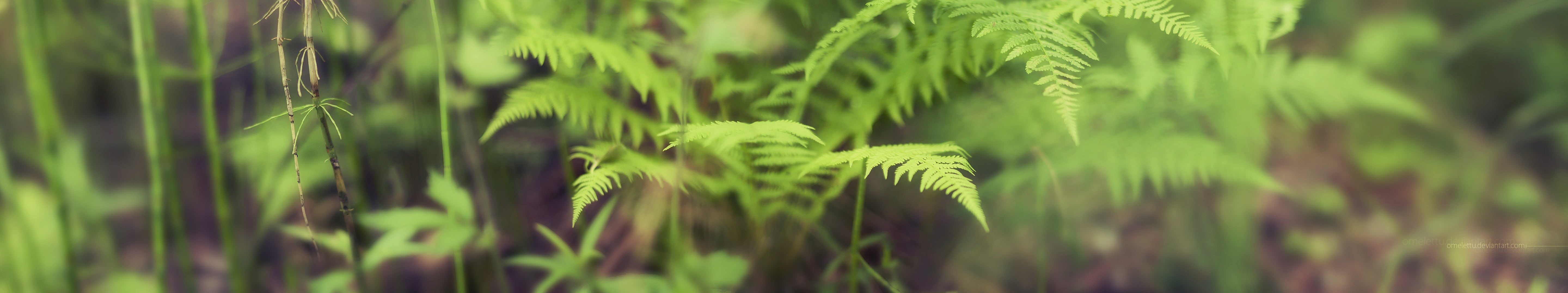 depth of field, outdoors, meadow, land, no People, multiple display, full frame, springtime, non-Urban Scene, fern, 5K, vibrant Color, selective focus, HD Wallpaper