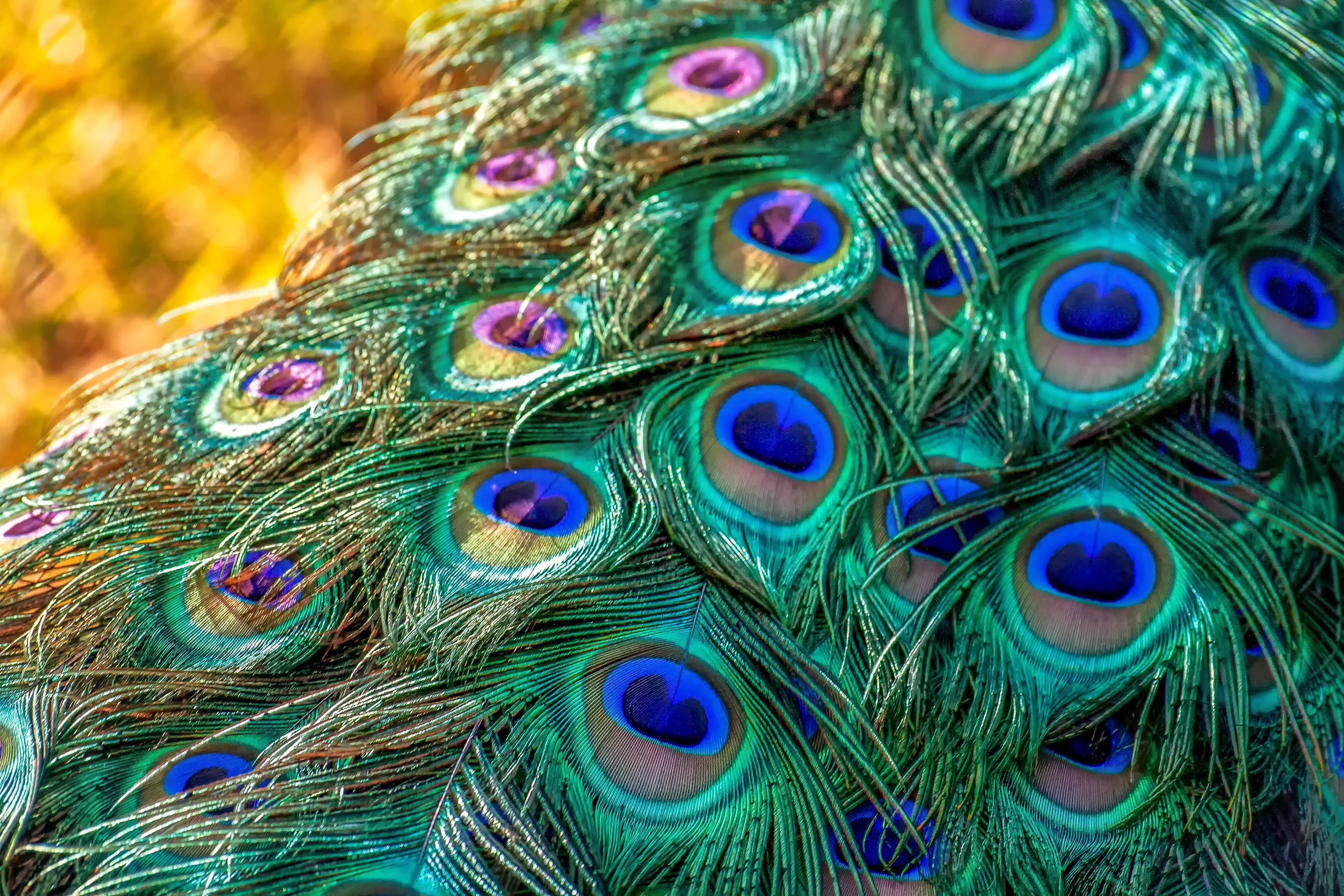 one animal, close-up, green, turquoise colored, spring dress, multi colored, yellow, gorgeous, animal, outdoors, nature, natural pattern, vertebrate, peacock, HD Wallpaper