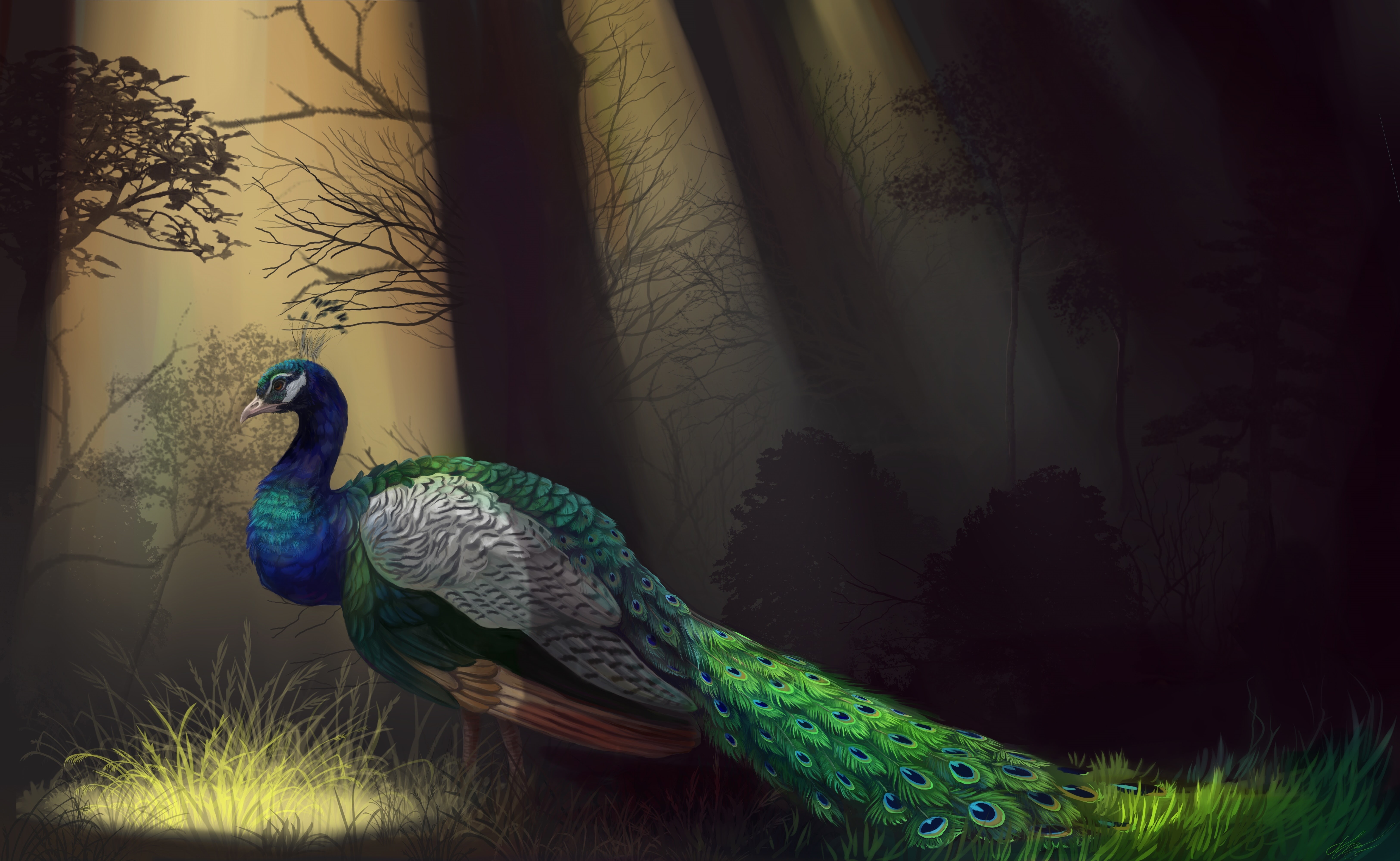 peacock feather, bird, one animal, animal wildlife, trees, peacock, indoors, 5K, animal body part, animals in the wild, animal, feathers, profile, HD Wallpaper