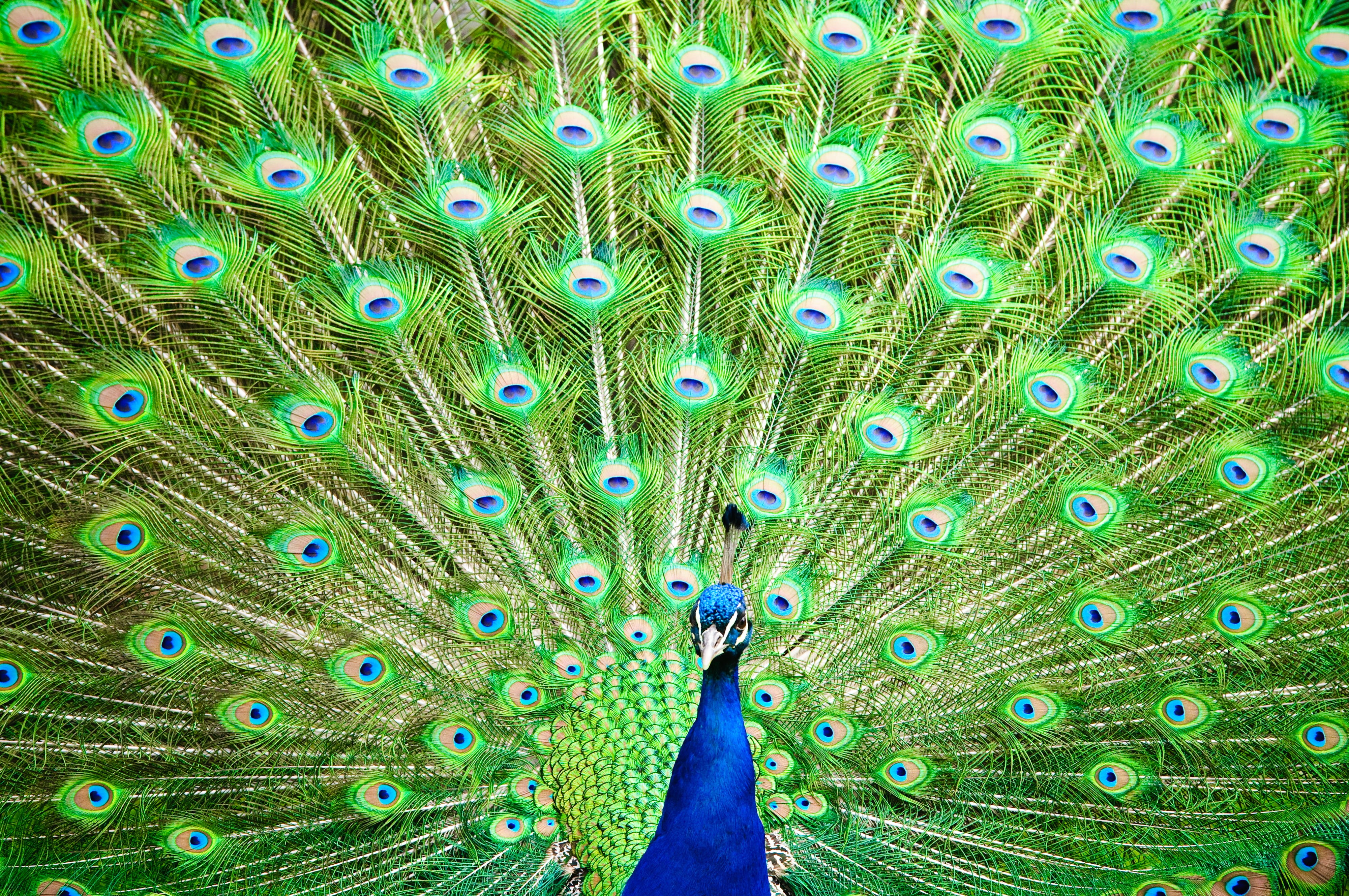 LD, peafowl, feathers, color, Indian Peafowl, Di, Germany, 70-200mm, indian, feathered, animal, zoological garden, Baden-Württemberg, colored, colorful, HD Wallpaper