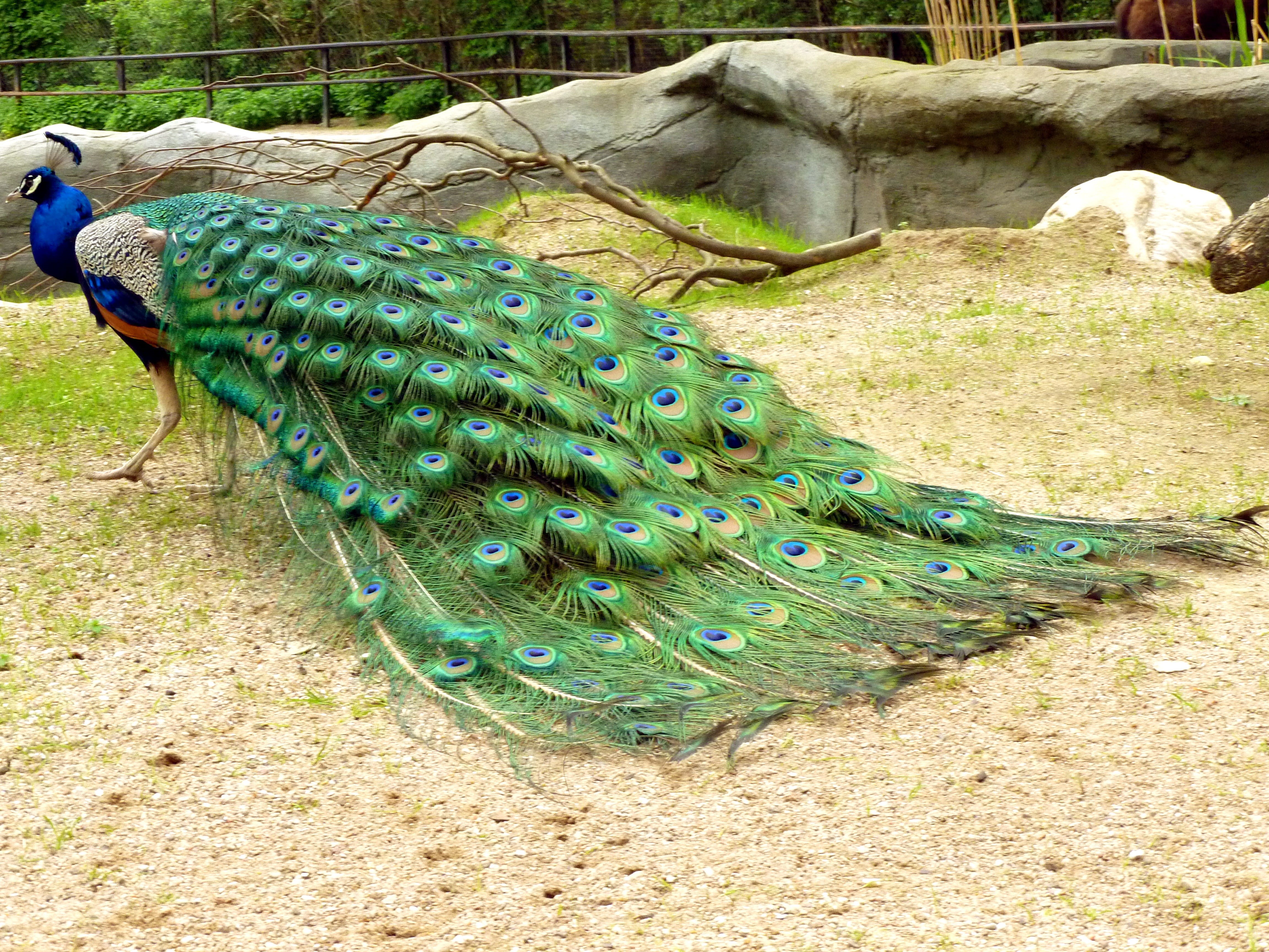 field, green color, color, beauty in nature, people, land, iridescent, wildlife photography, animals in the wild, male peacock, animal, 4K, catch of fish, HD Wallpaper