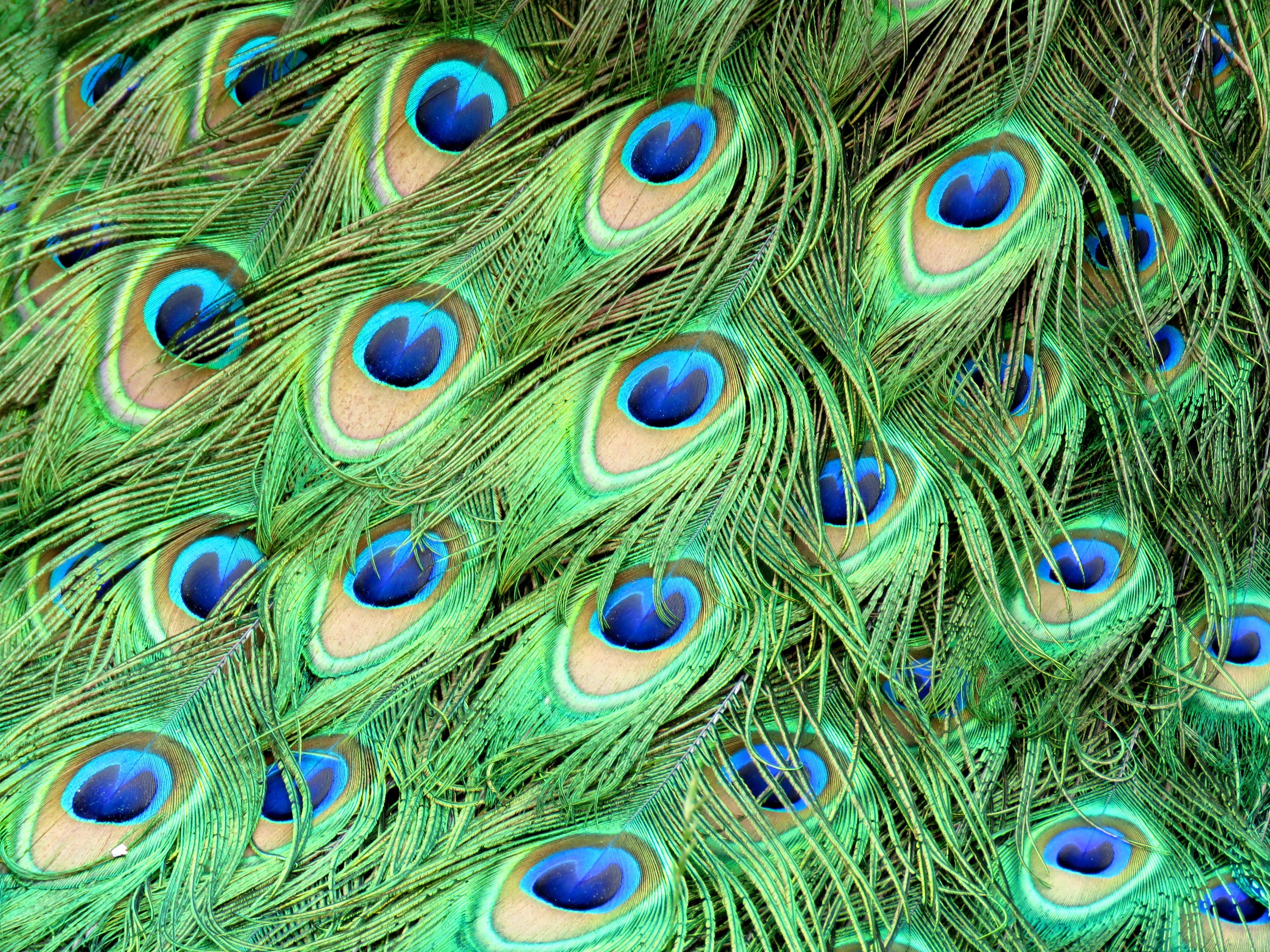 nature, close-up, multi colored, beauty in nature, green color, pattern, 4K, peacock feather, outdoors, animal wildlife, natural pattern, peacock, no people, HD Wallpaper
