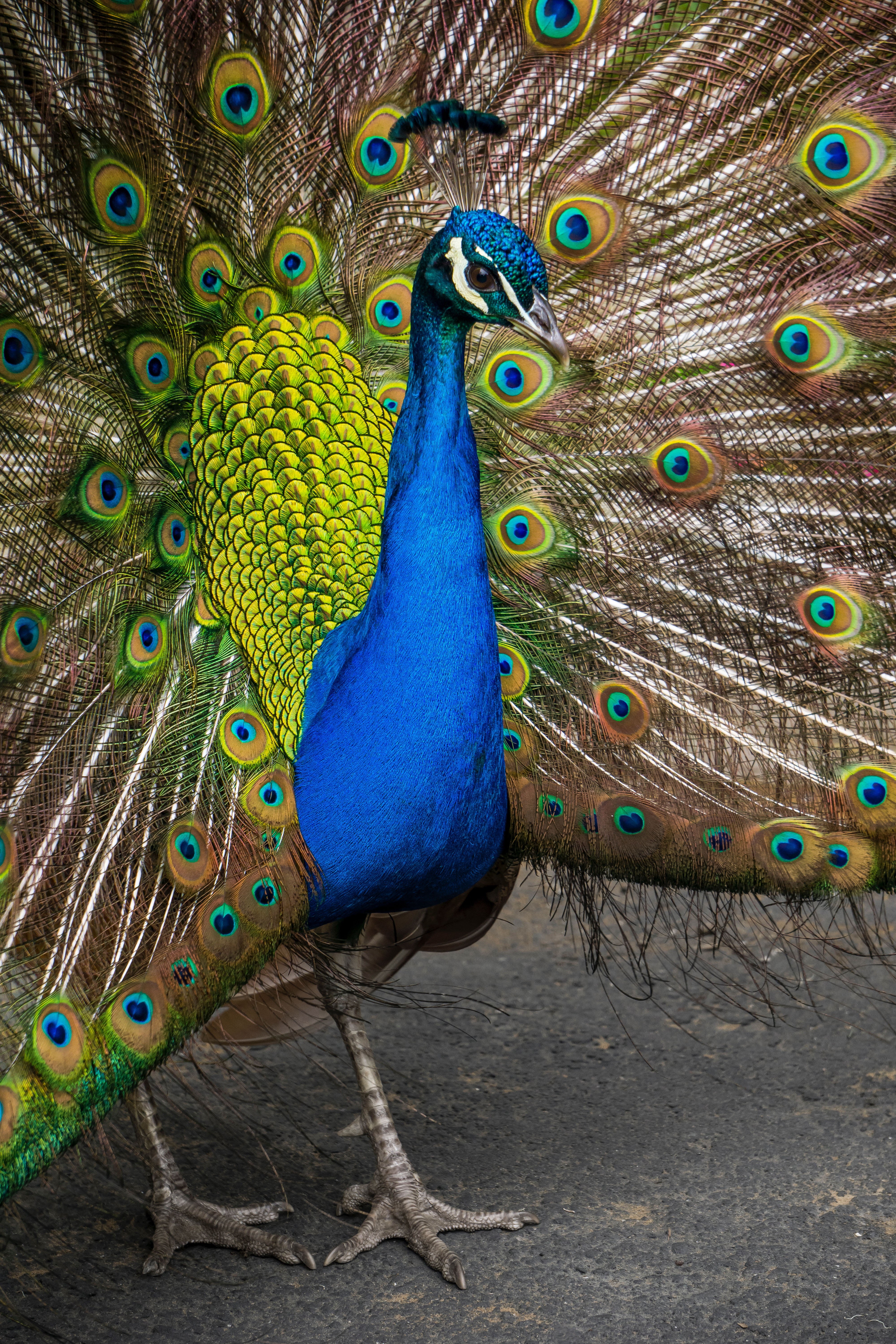 feather, animal wildlife, colorful, tail, peafowl, animal, animal themes, bird, no people, multi Colored, fanned out, close-up, animals in the wild, 5K, Phone HD Wallpaper