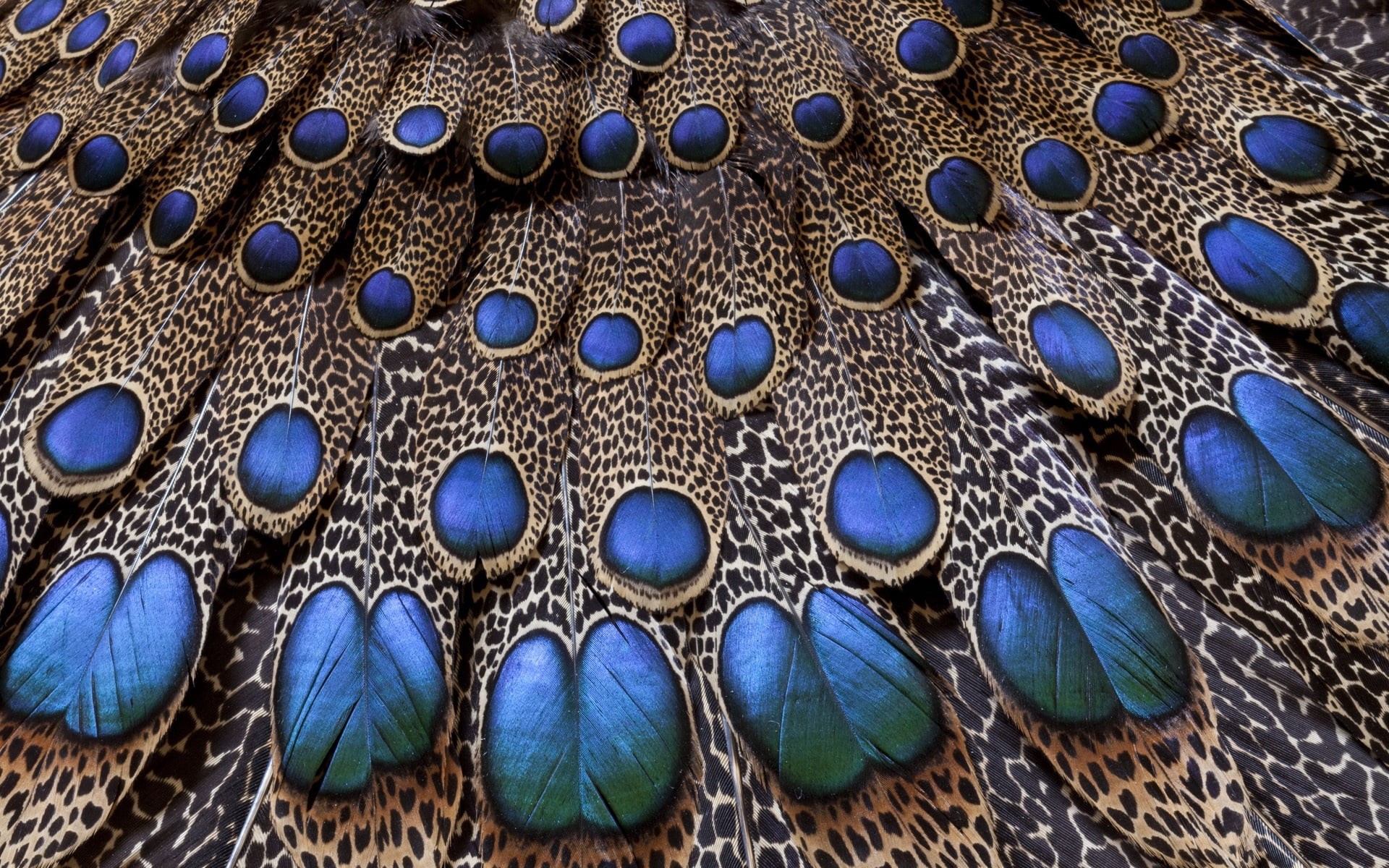 shell, abstract, peacock, wildlife, no people, softness, full frame, feathers, macro, animal wildlife, blue, textile, animal, day, light, close-up, brown, HD Wallpaper