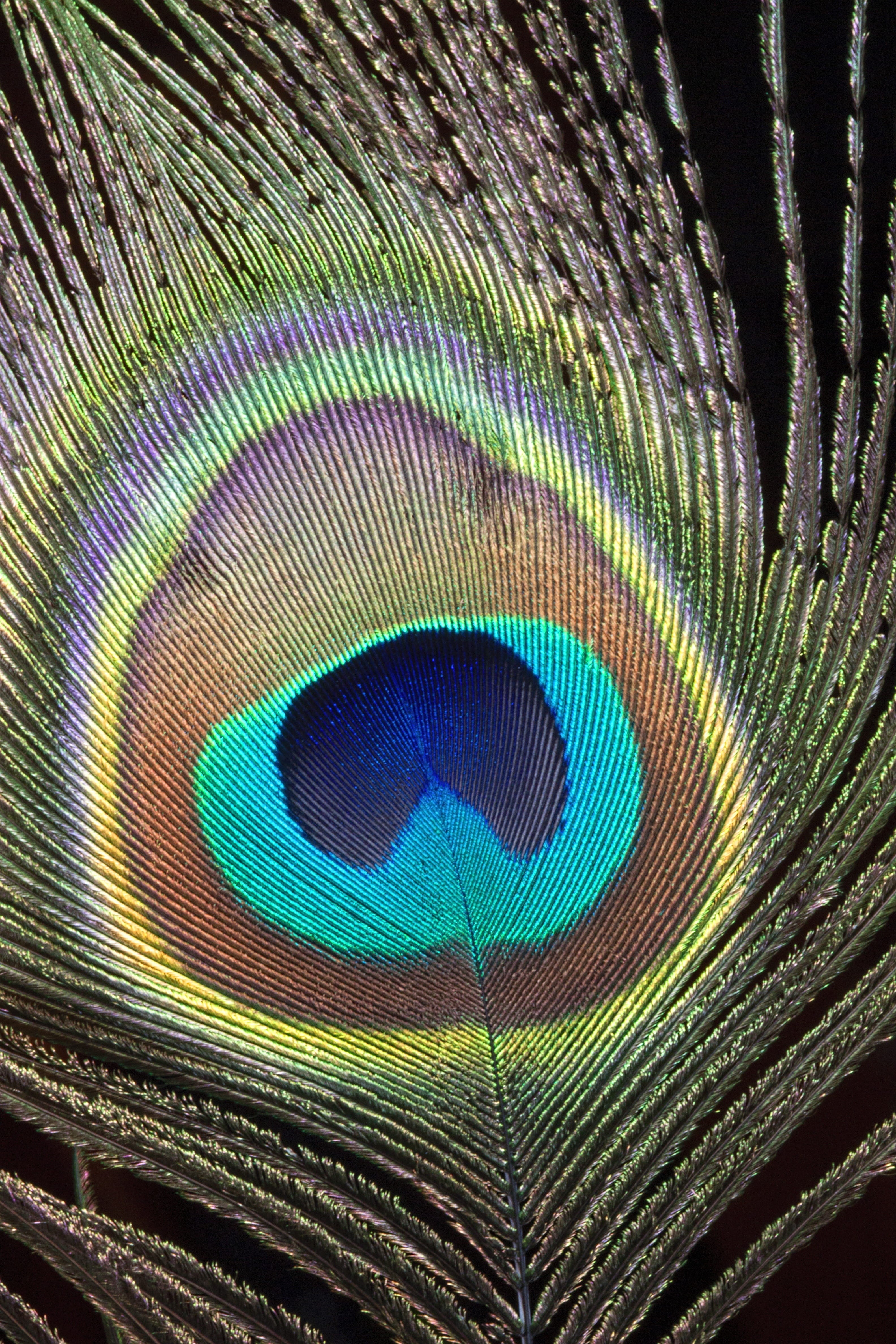 natural pattern, multi colored, indoors, peacock, feathers, vibrant, beauty in nature, vulnerability, colorful, fragility, backgrounds, no people, vibrant color, Phone HD Wallpaper