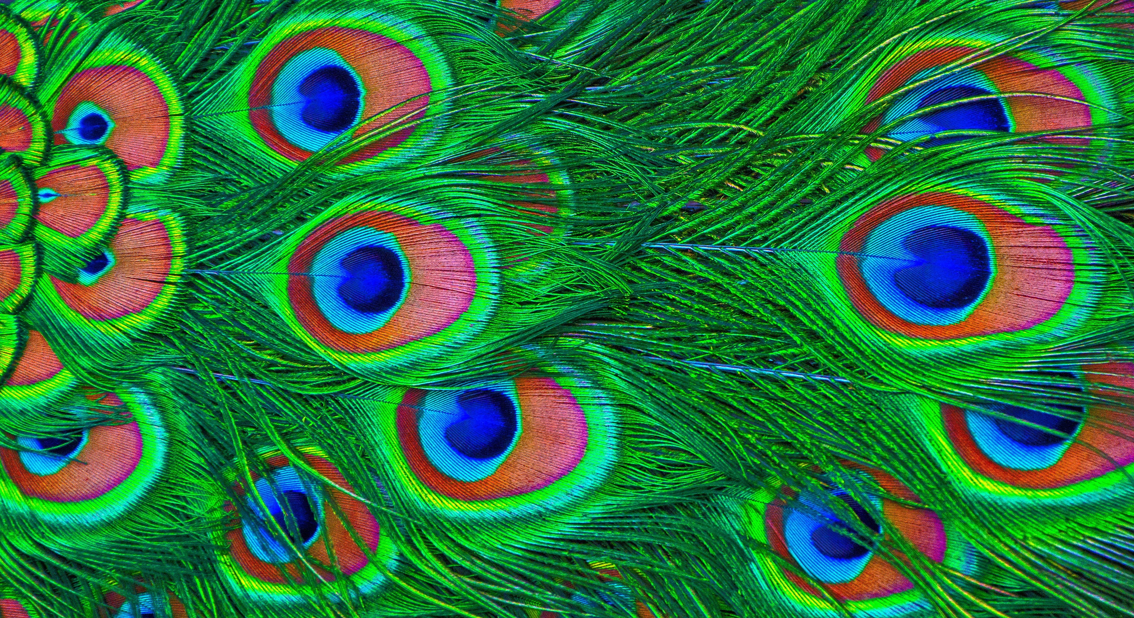 one animal, animal wildlife, backgrounds, bird, multi Colored, green, bright, close-up, pheasant - Bird, animal Head, 4K, colors, animal themes, green Color, HD Wallpaper